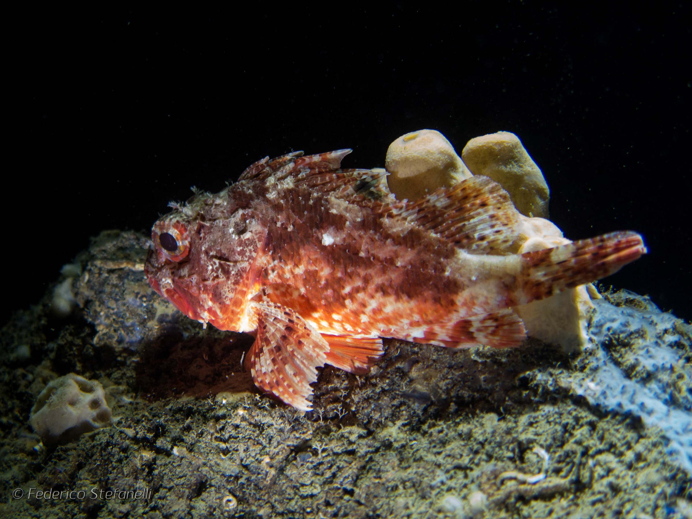 Scorfano nella grotta delle ossa - Otranto