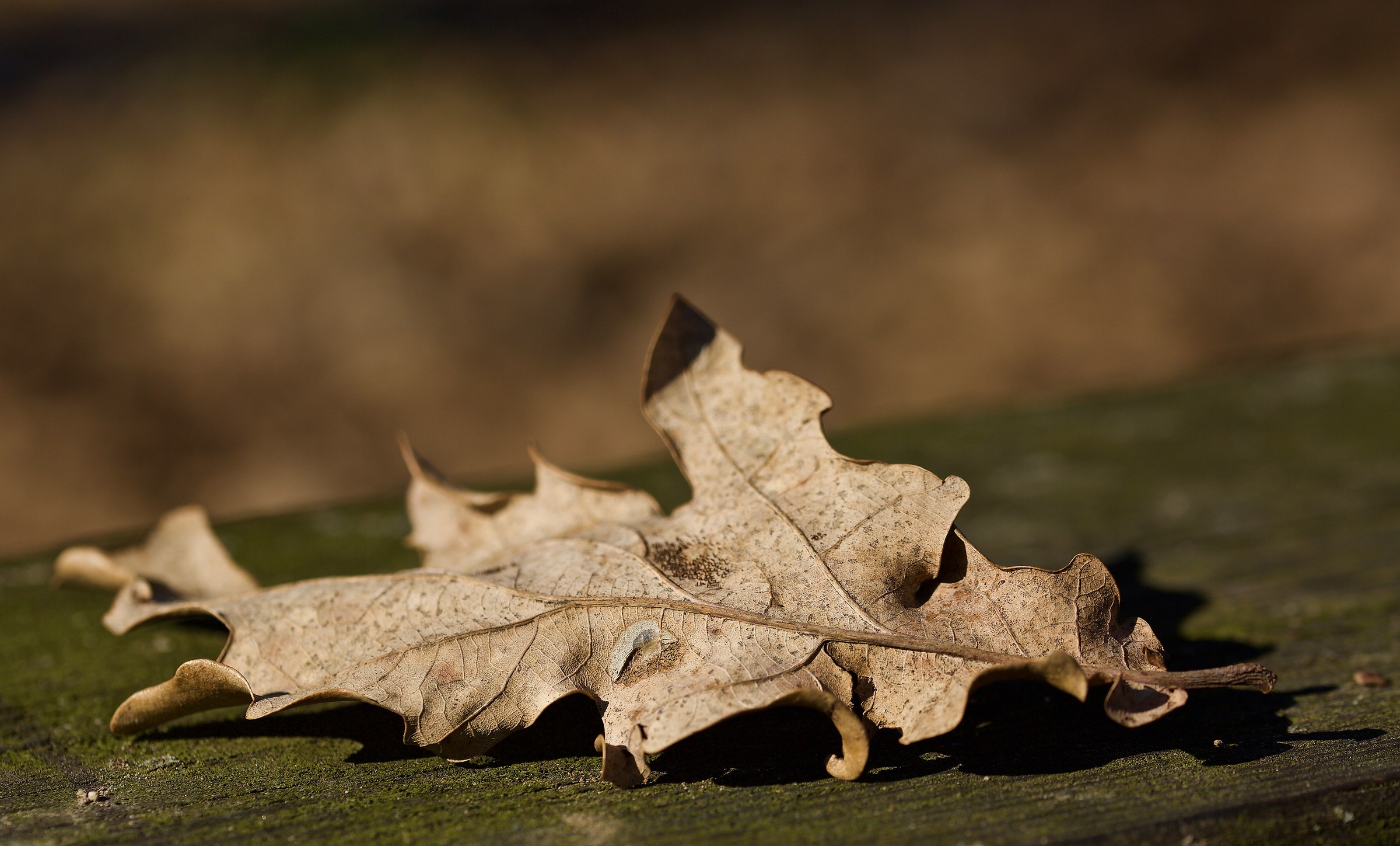 leaf on wood