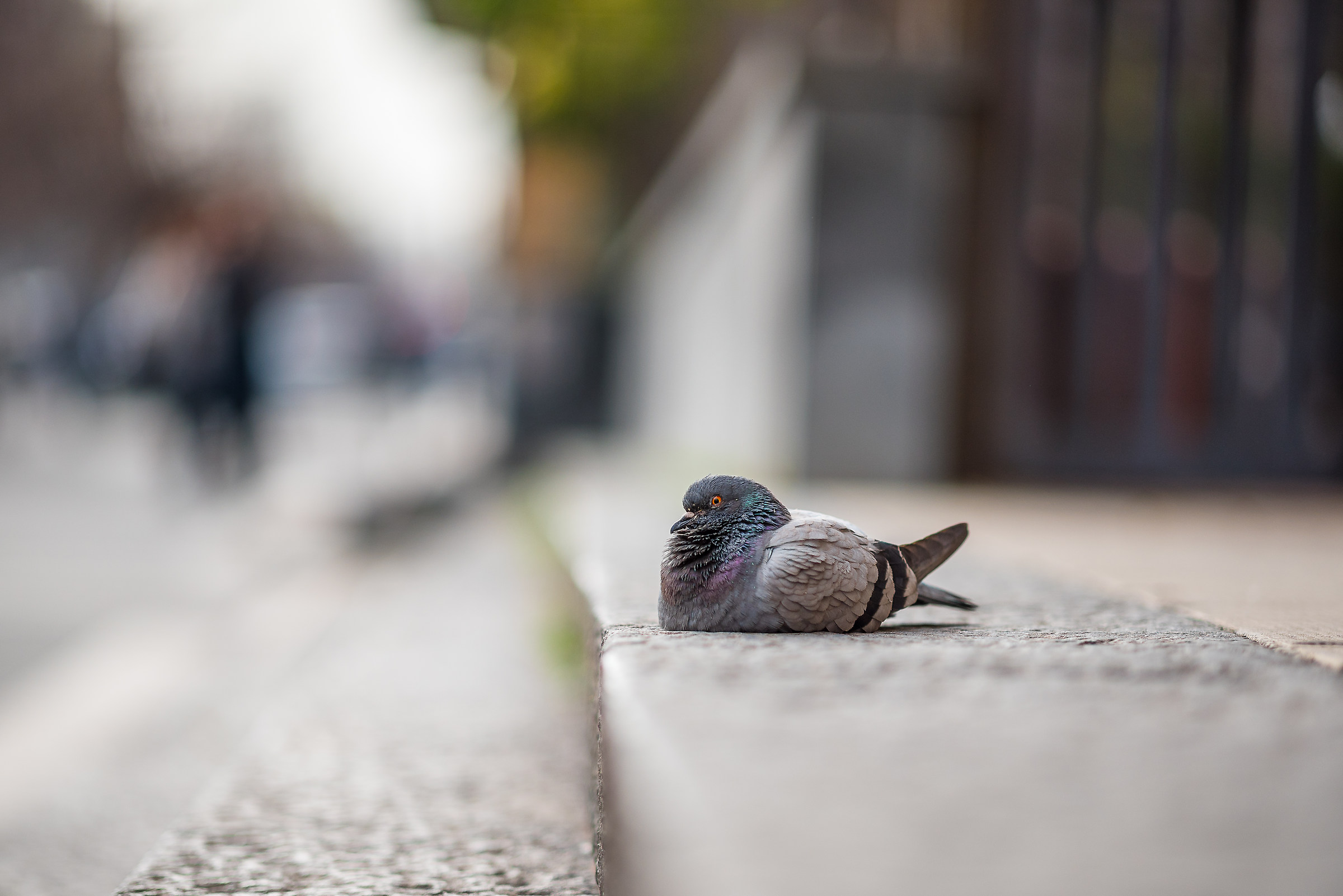 Prova sfocato 105 1.4