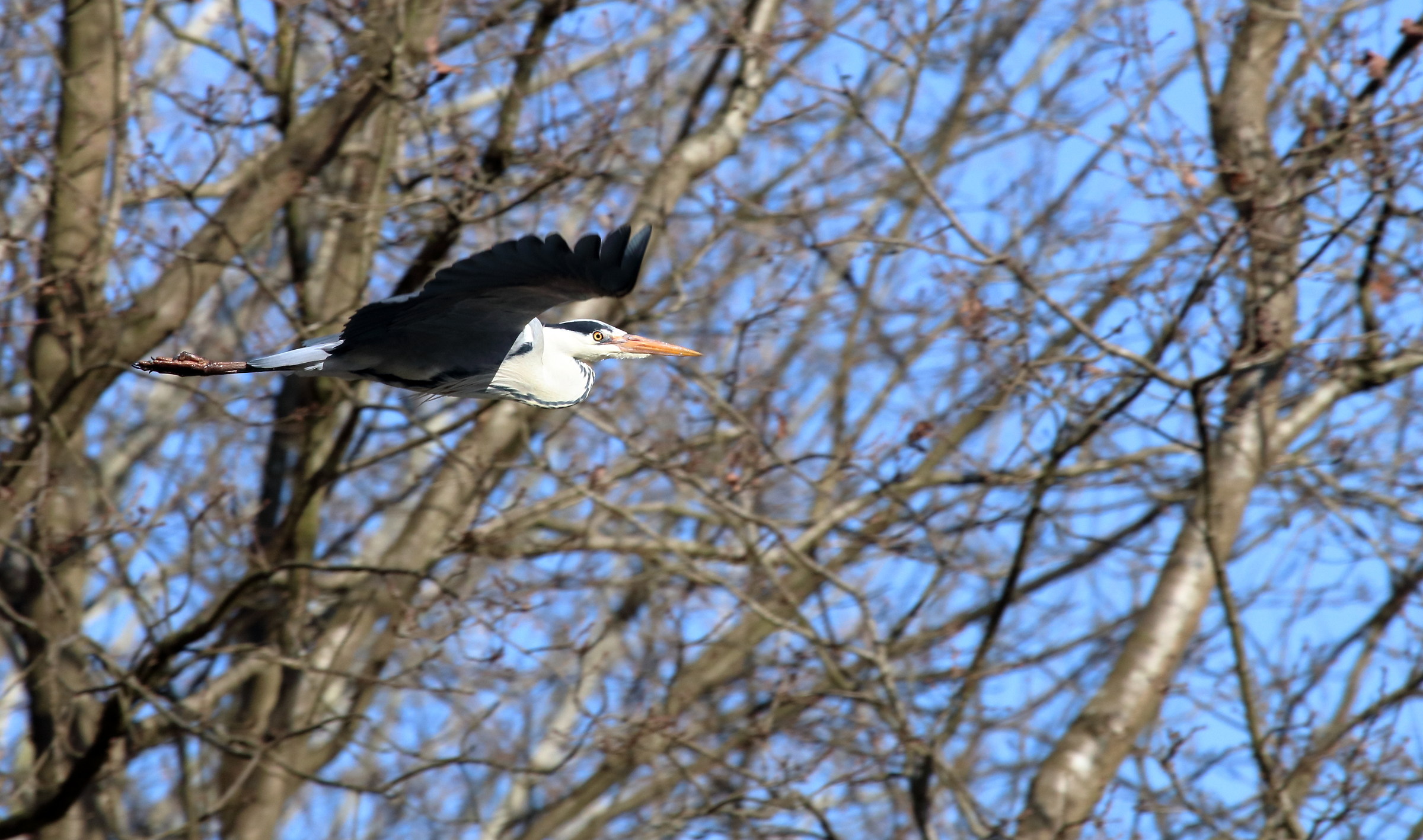 Heron in flight