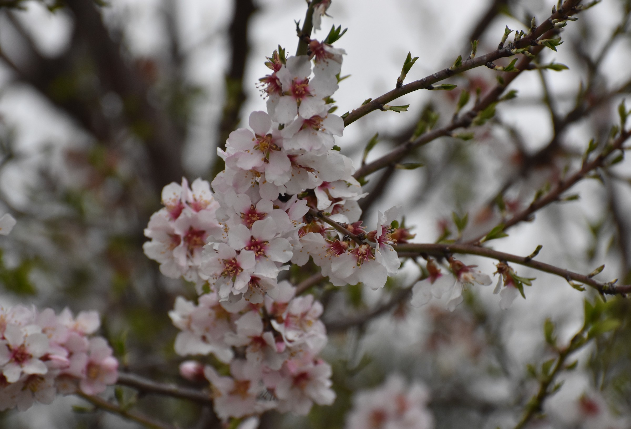 Almond Blossom