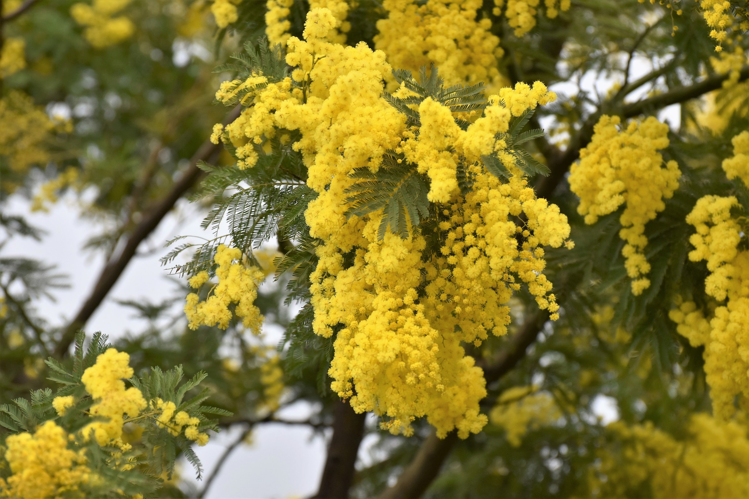 Mimosa in bloom
