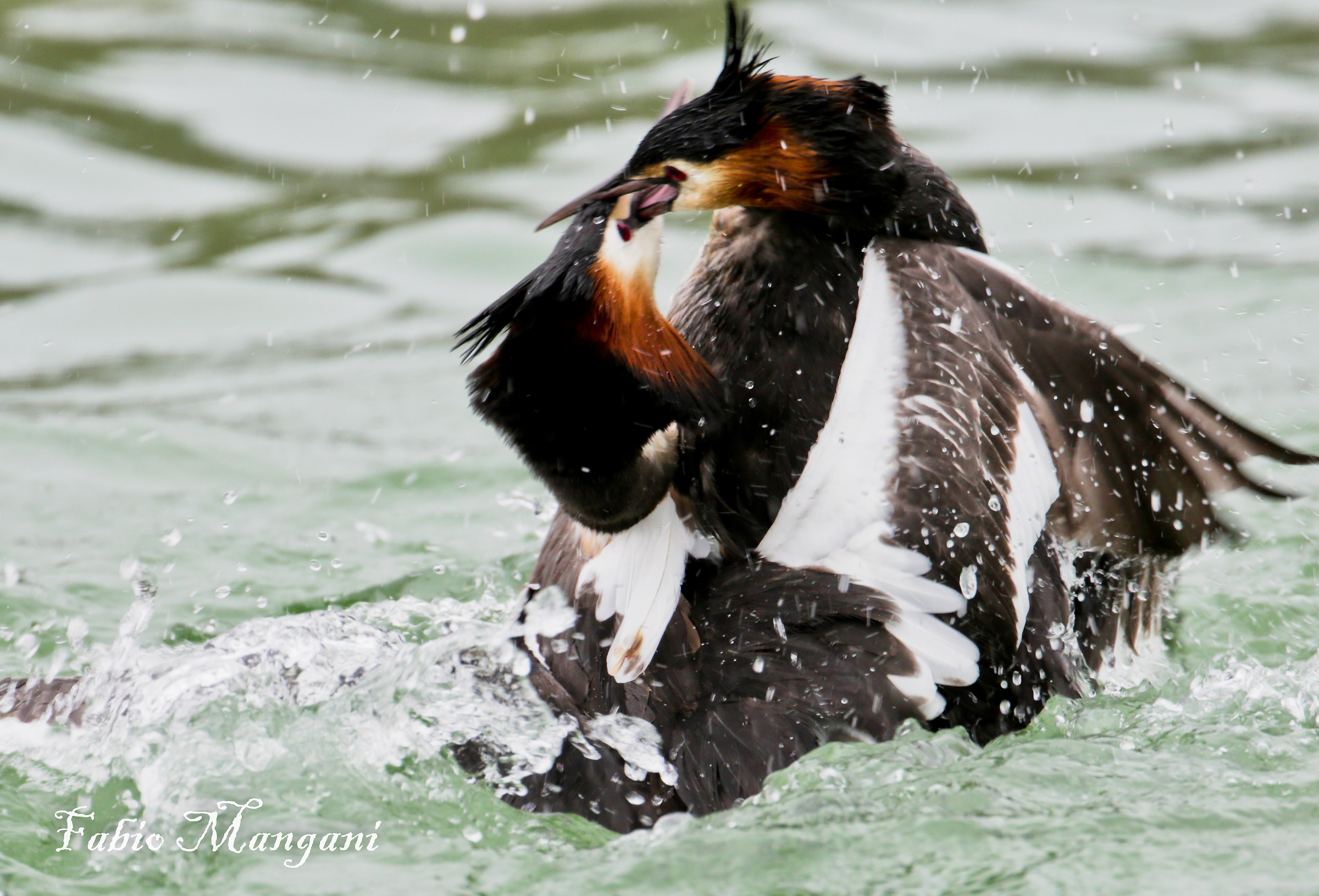 scontri di corteggiamento