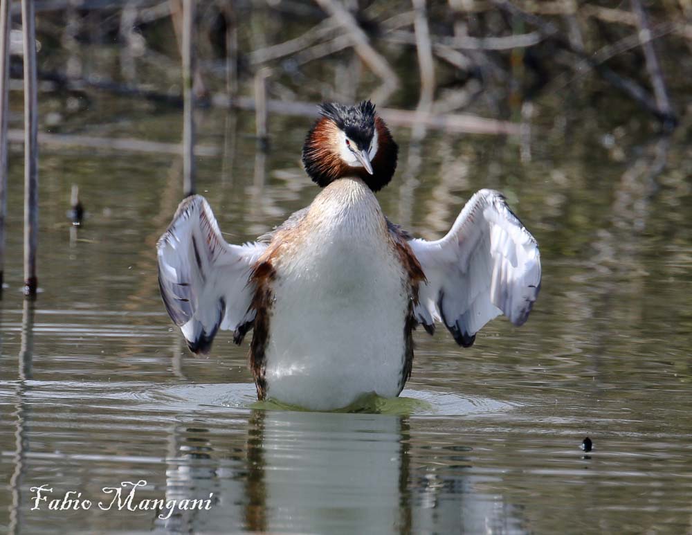dimostrazione di bellezza