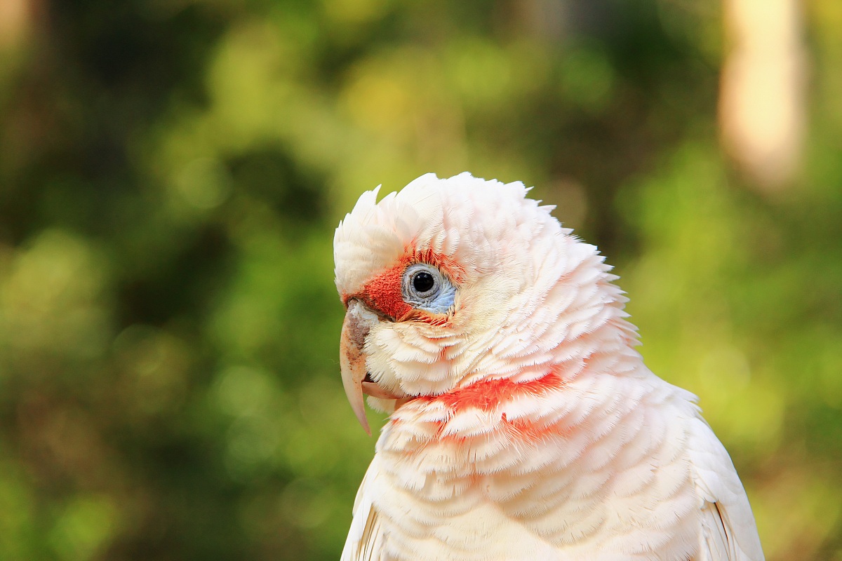 Long-billed Corella