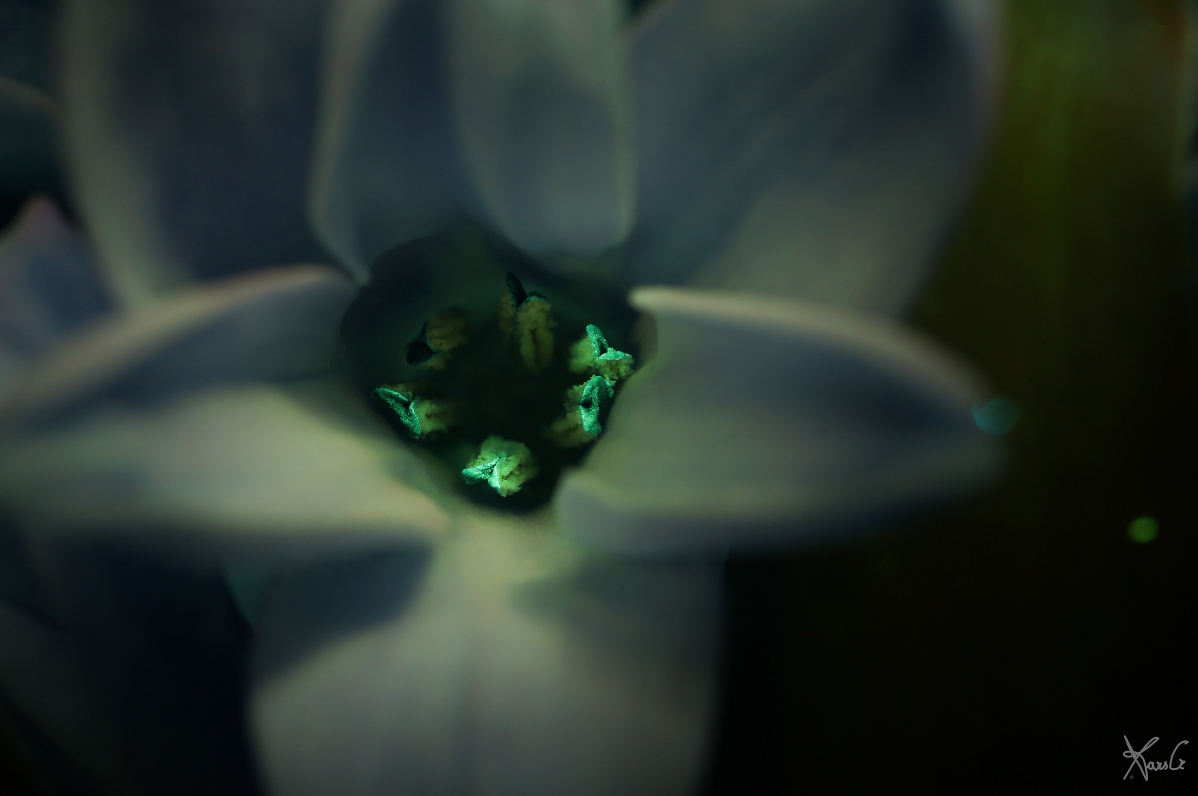 The cold side of nature