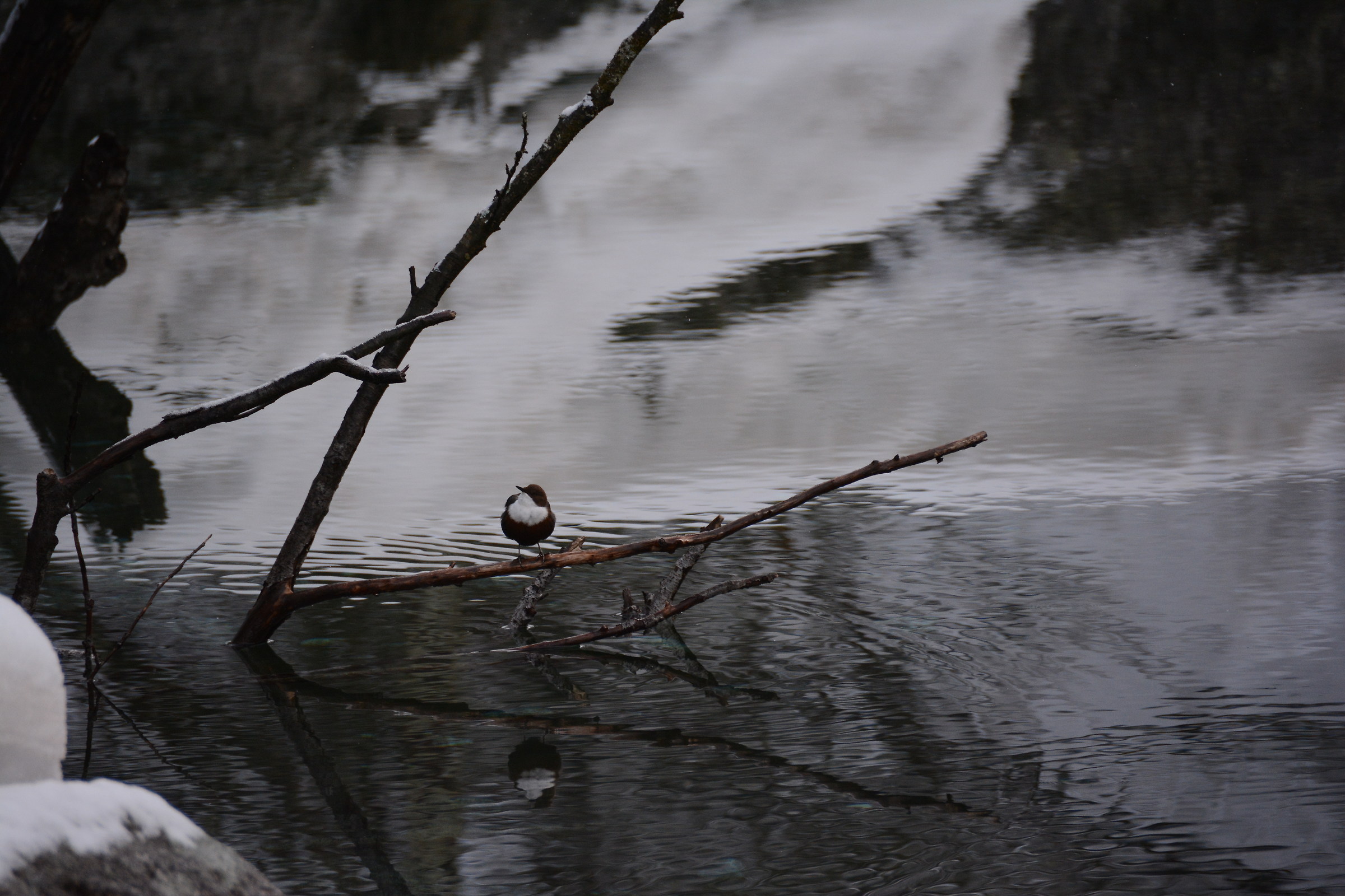 Merlo acquaiolo (Cinclus cinclus) - febbraio