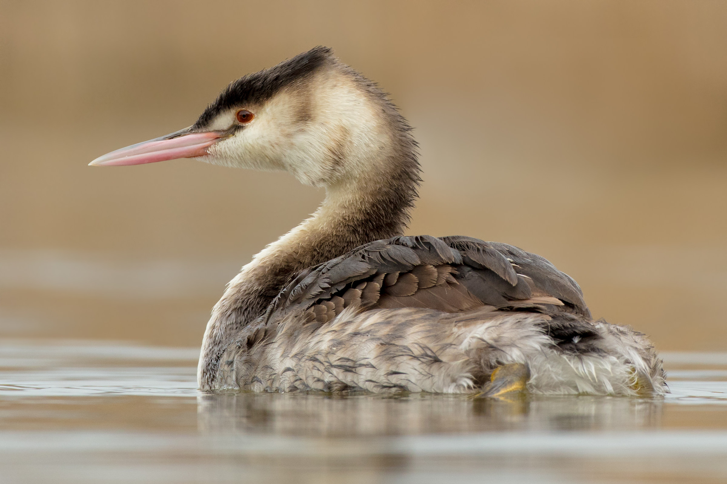 Great Crested Grebe