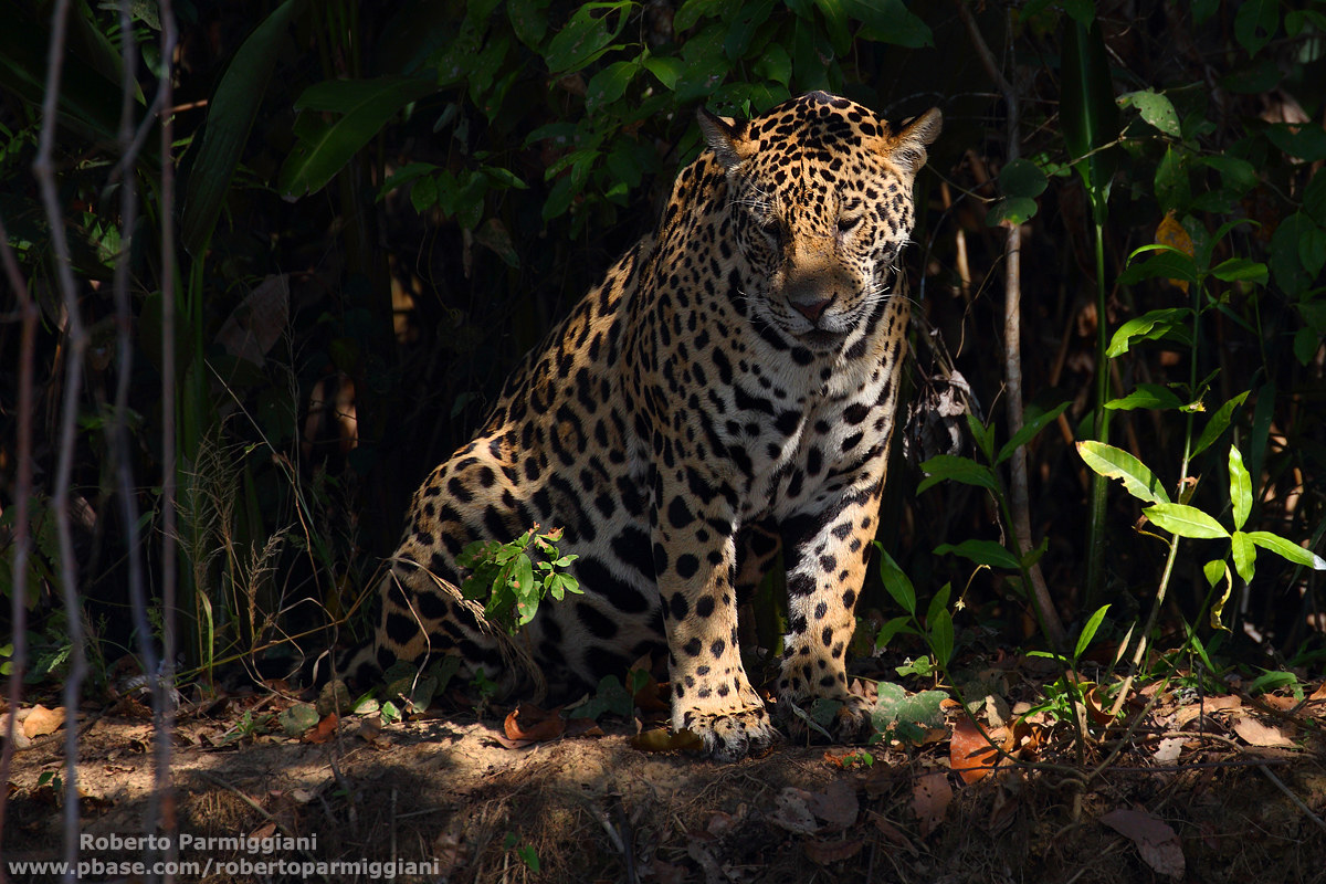 Flashes of sun in the jungle