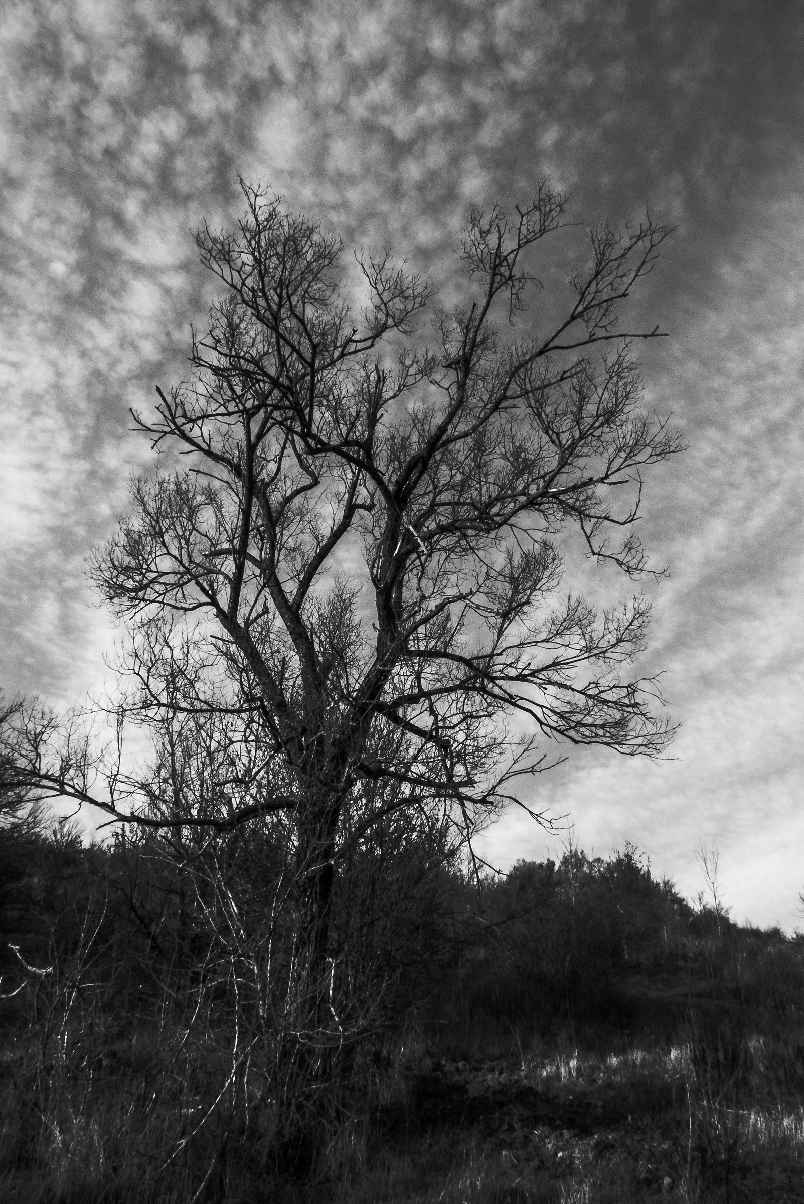 albero nel cielo invernale