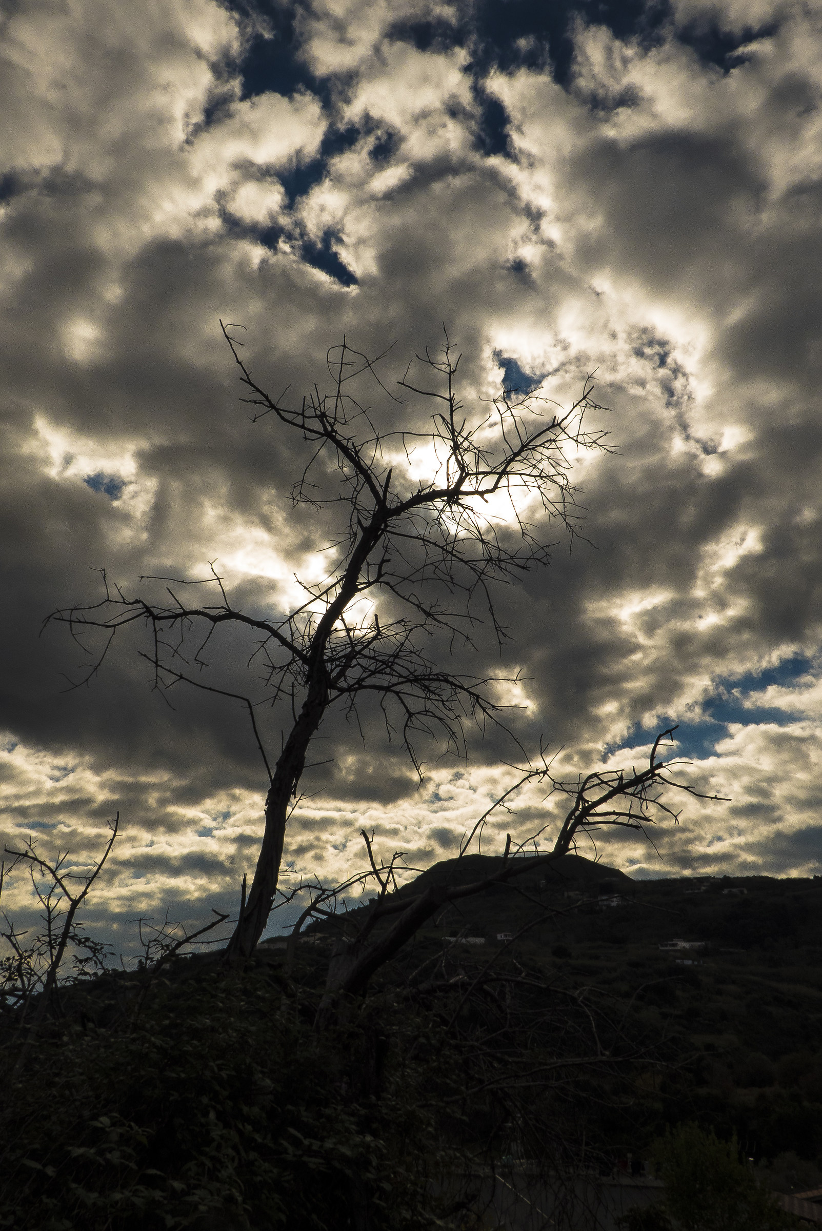 branches in the clouds