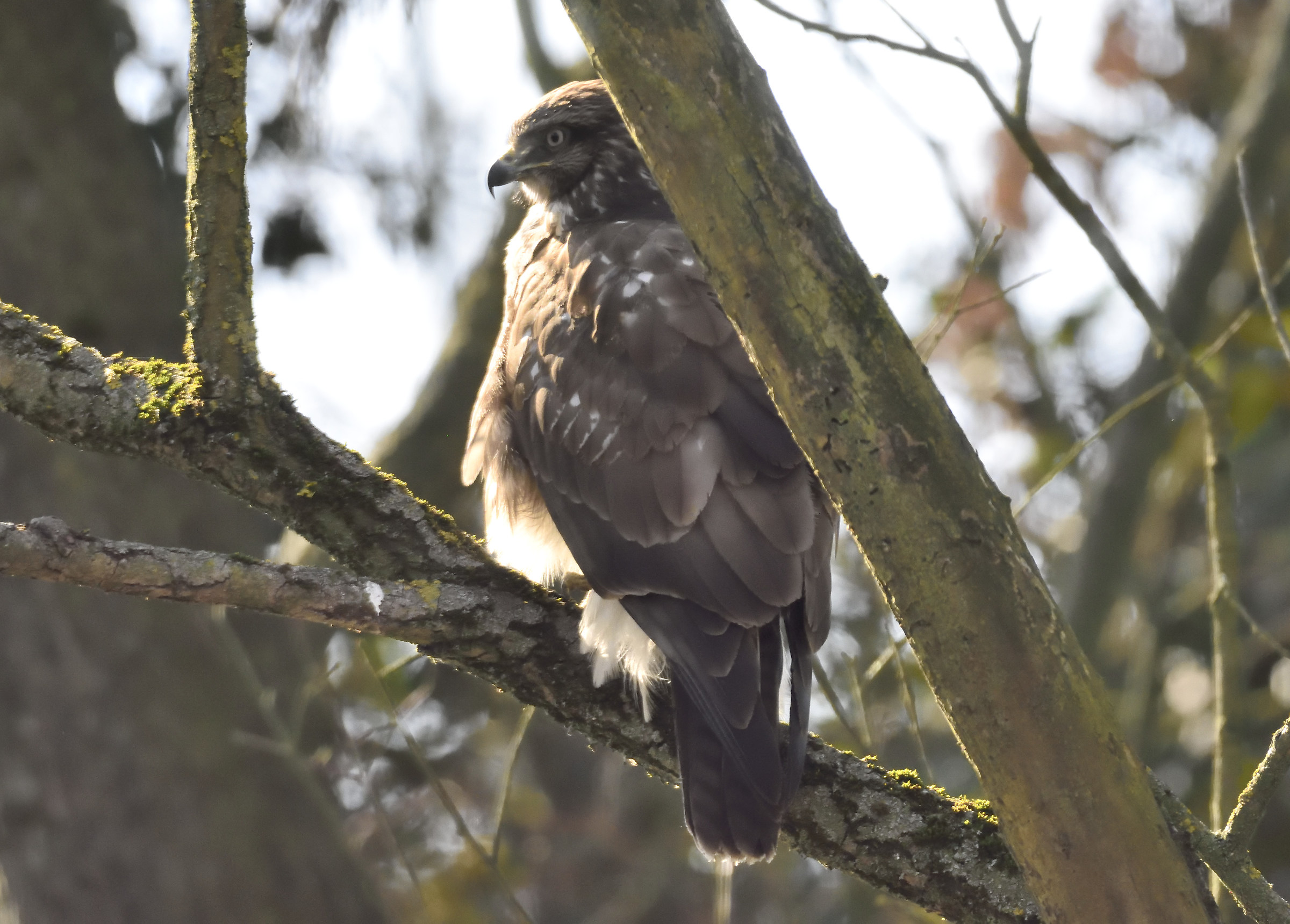 buzzard