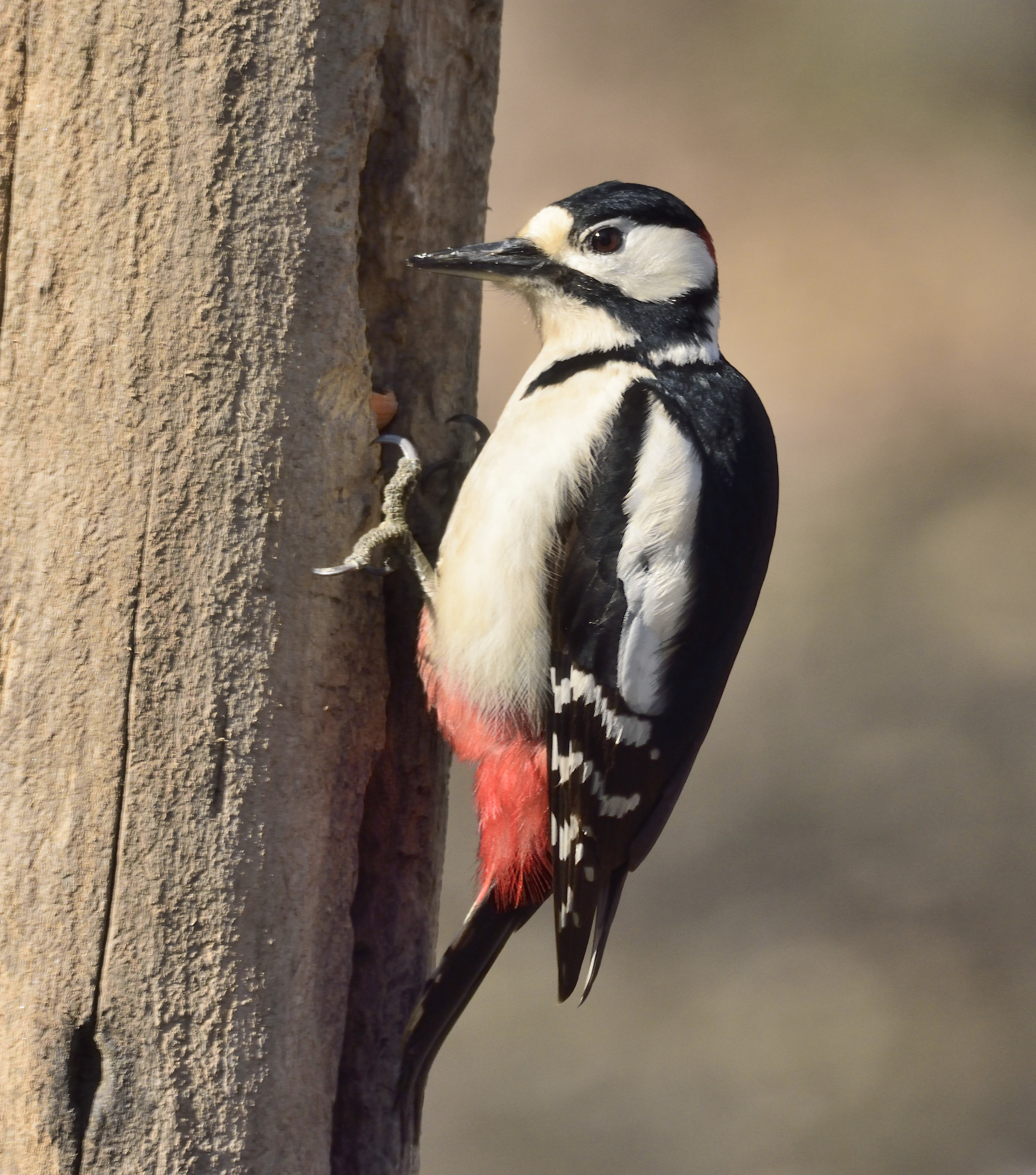 woodpecker
