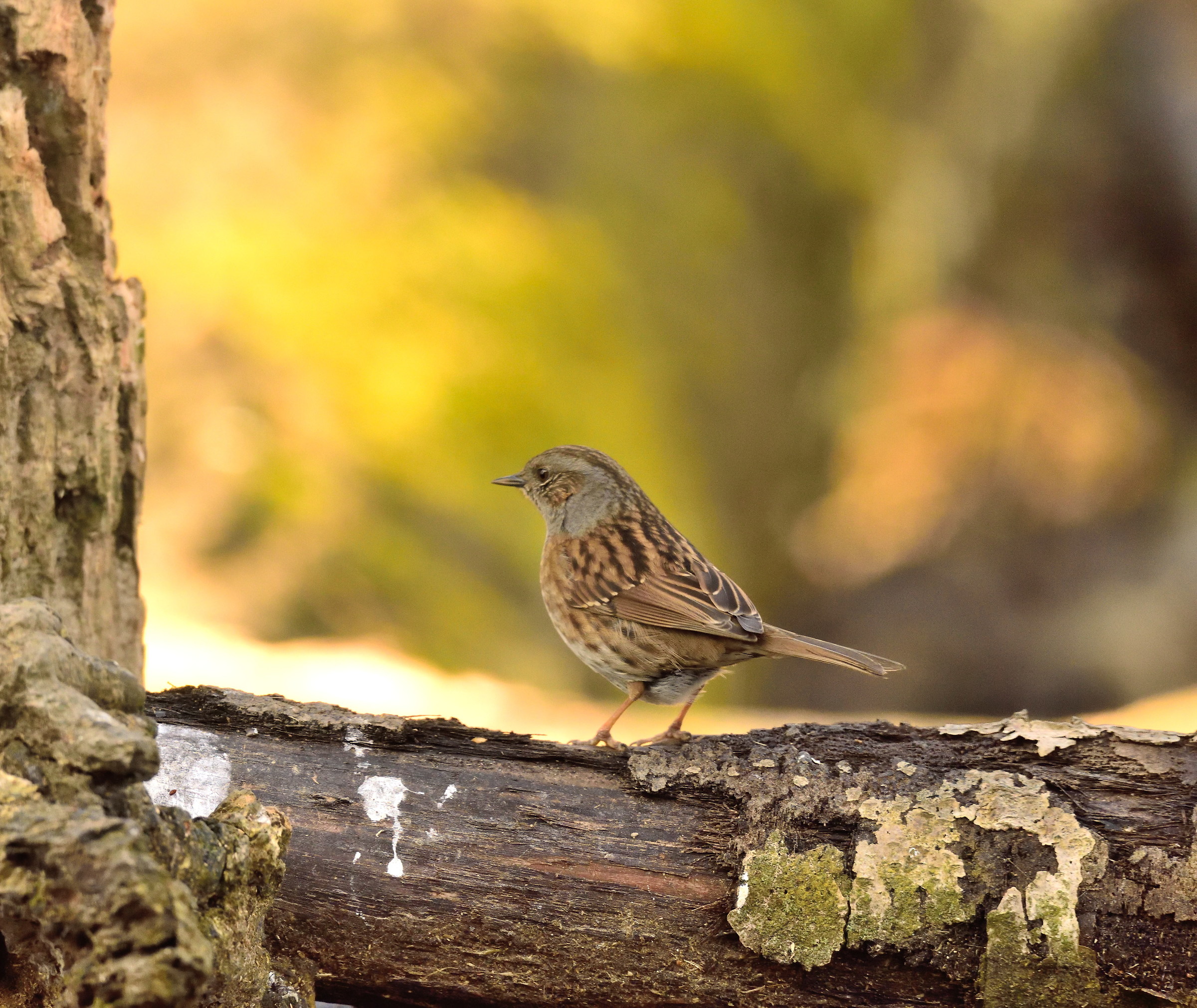 dunnock