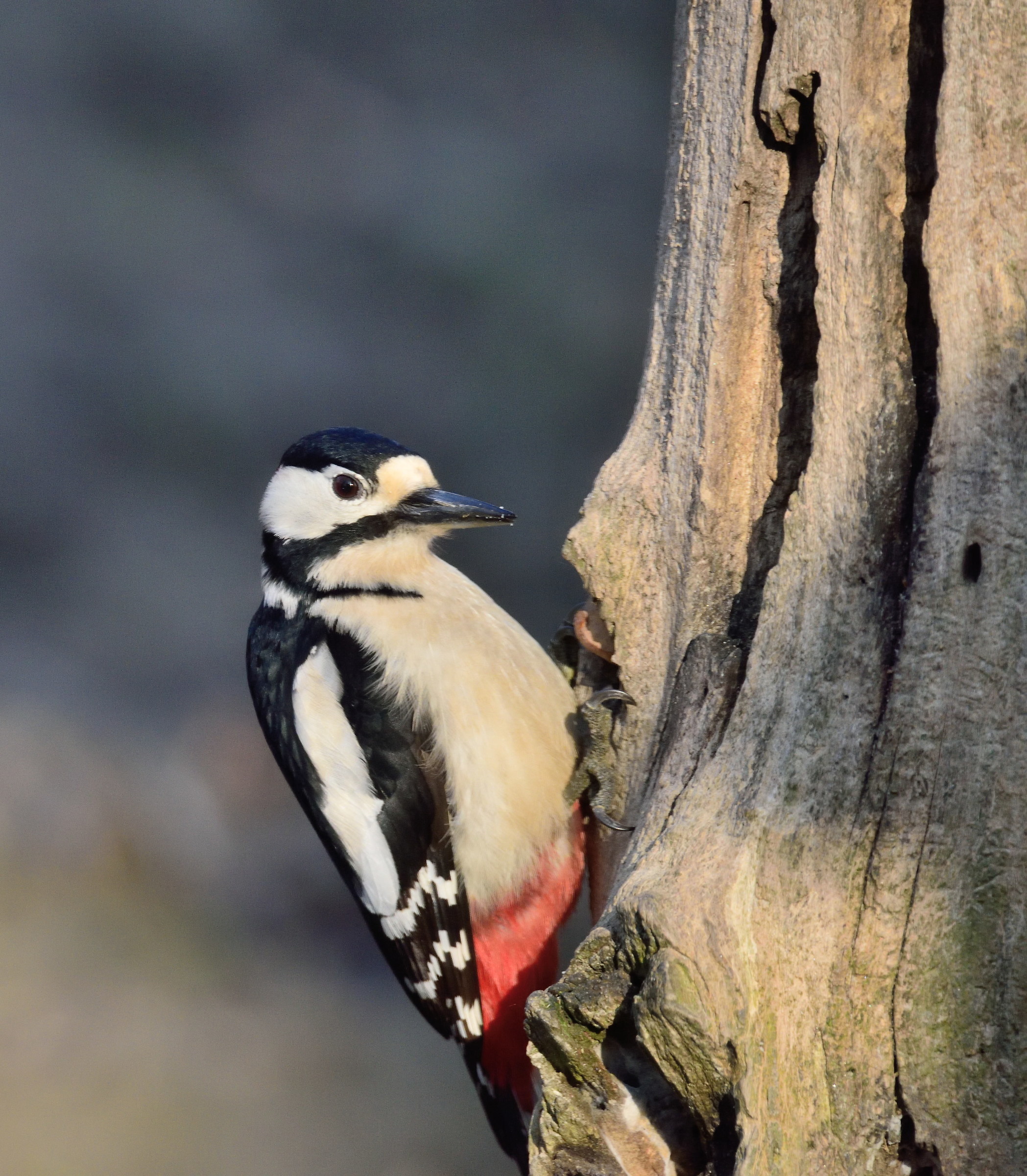 woodpecker
