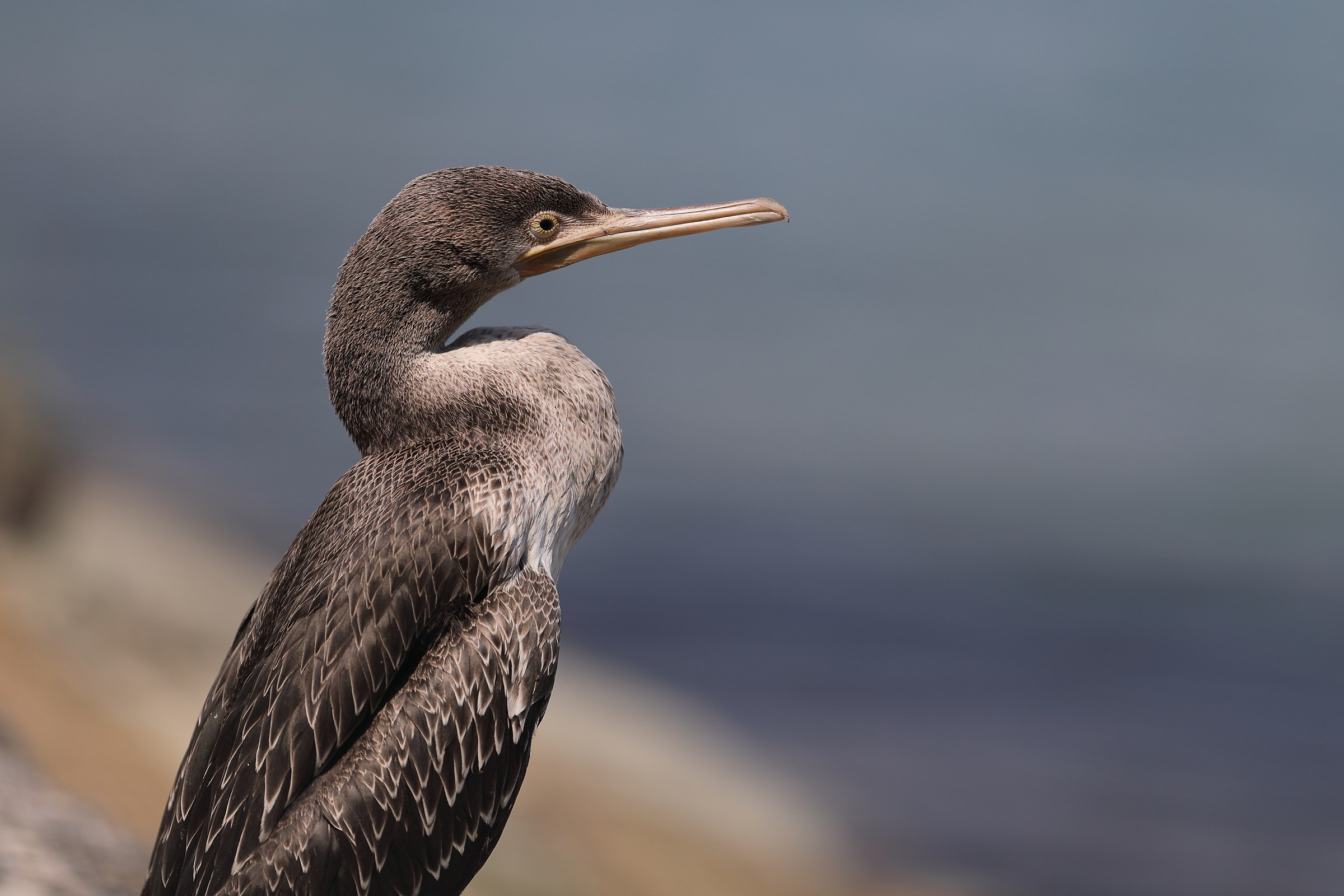 Un cormorano un po' assonnato