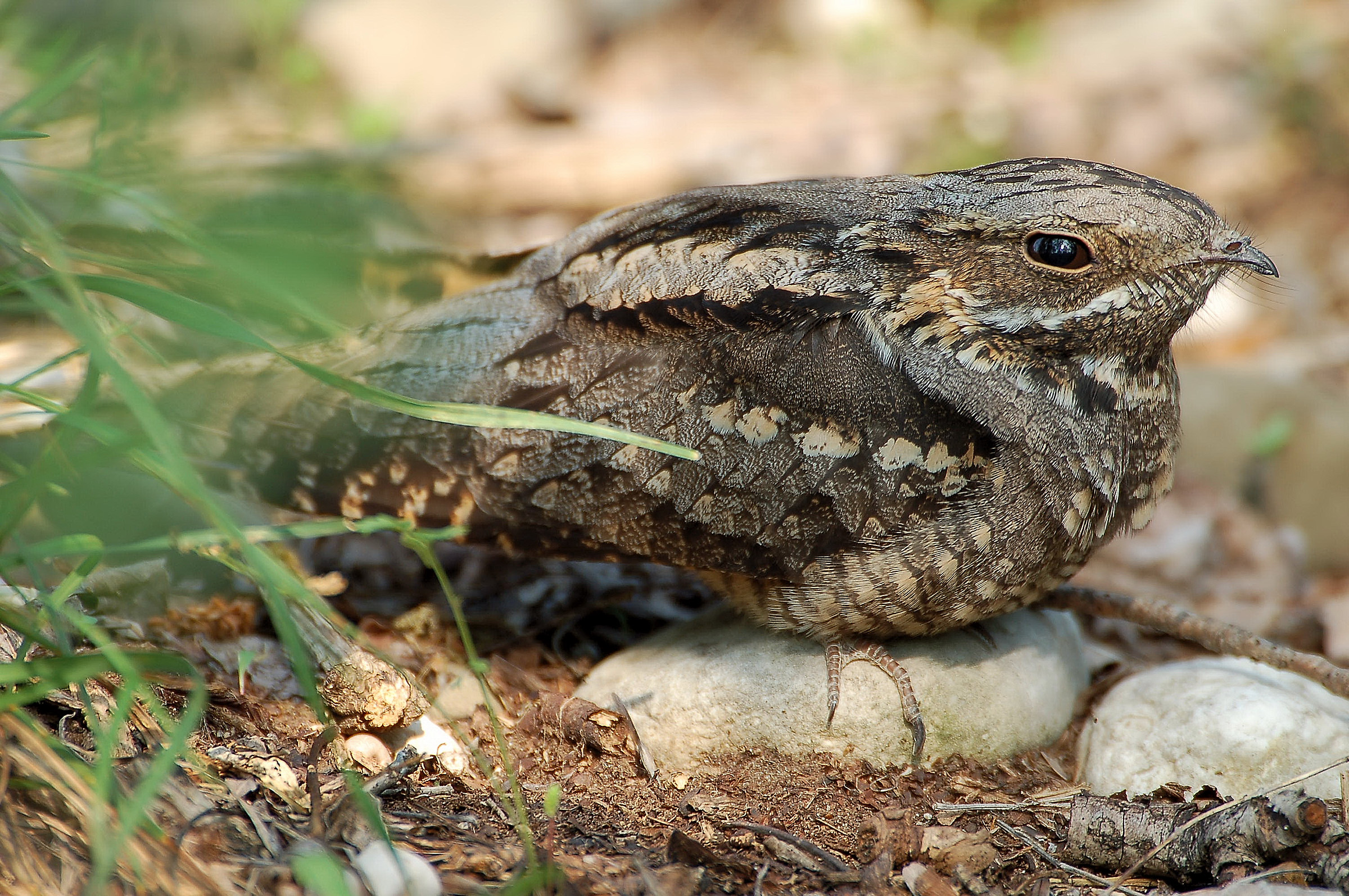 nightjar