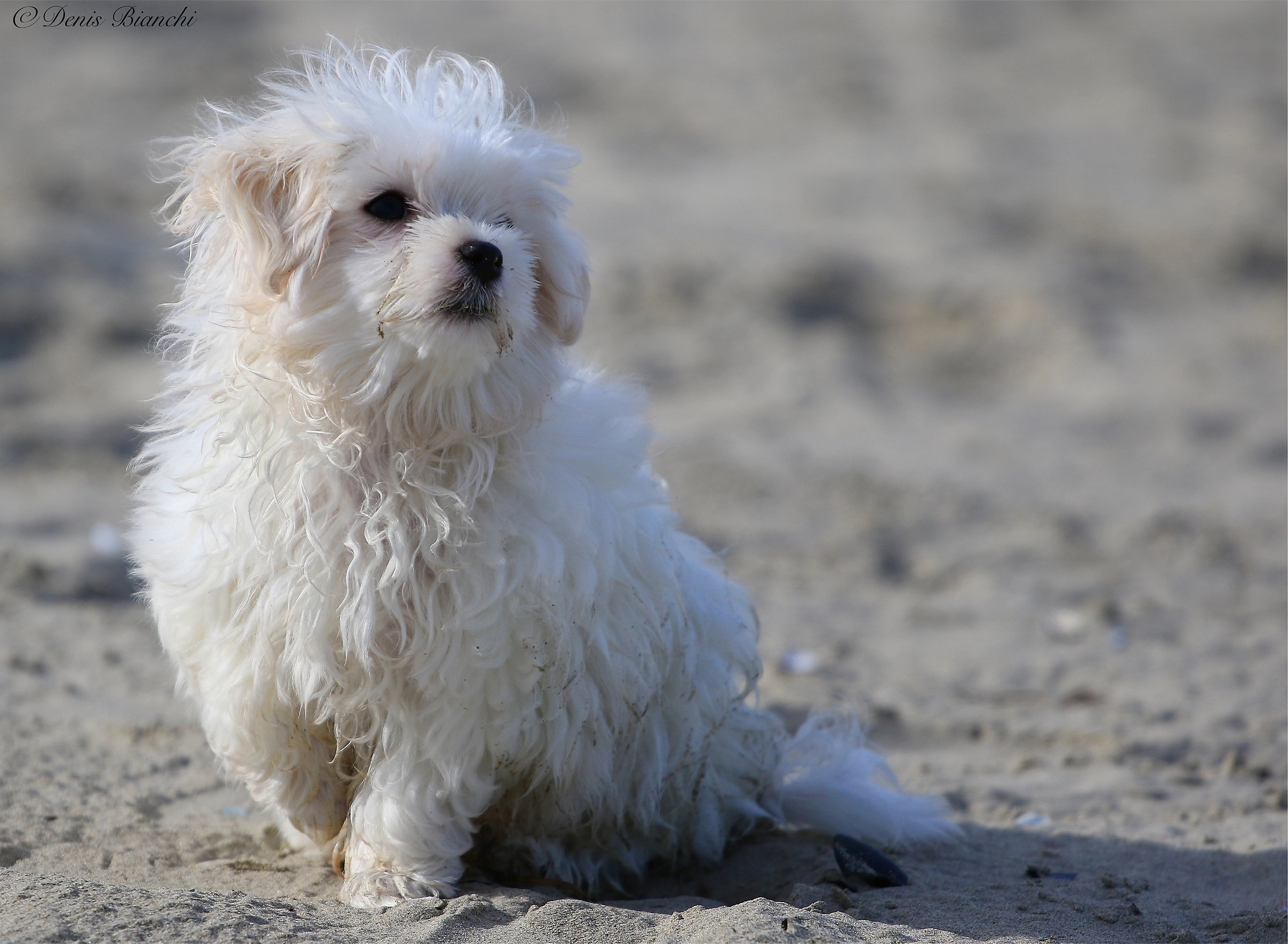 Andy Maltese puppy of three months