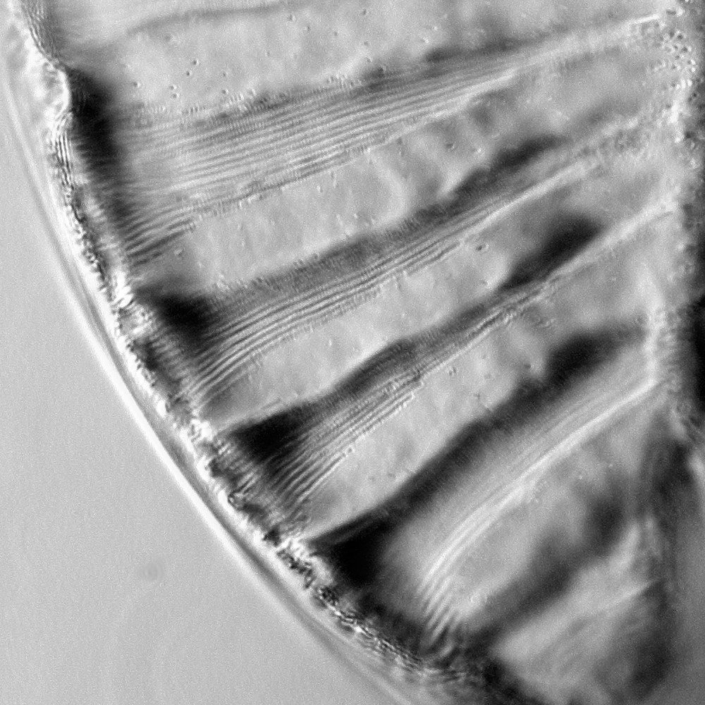 slide test planapo 63x