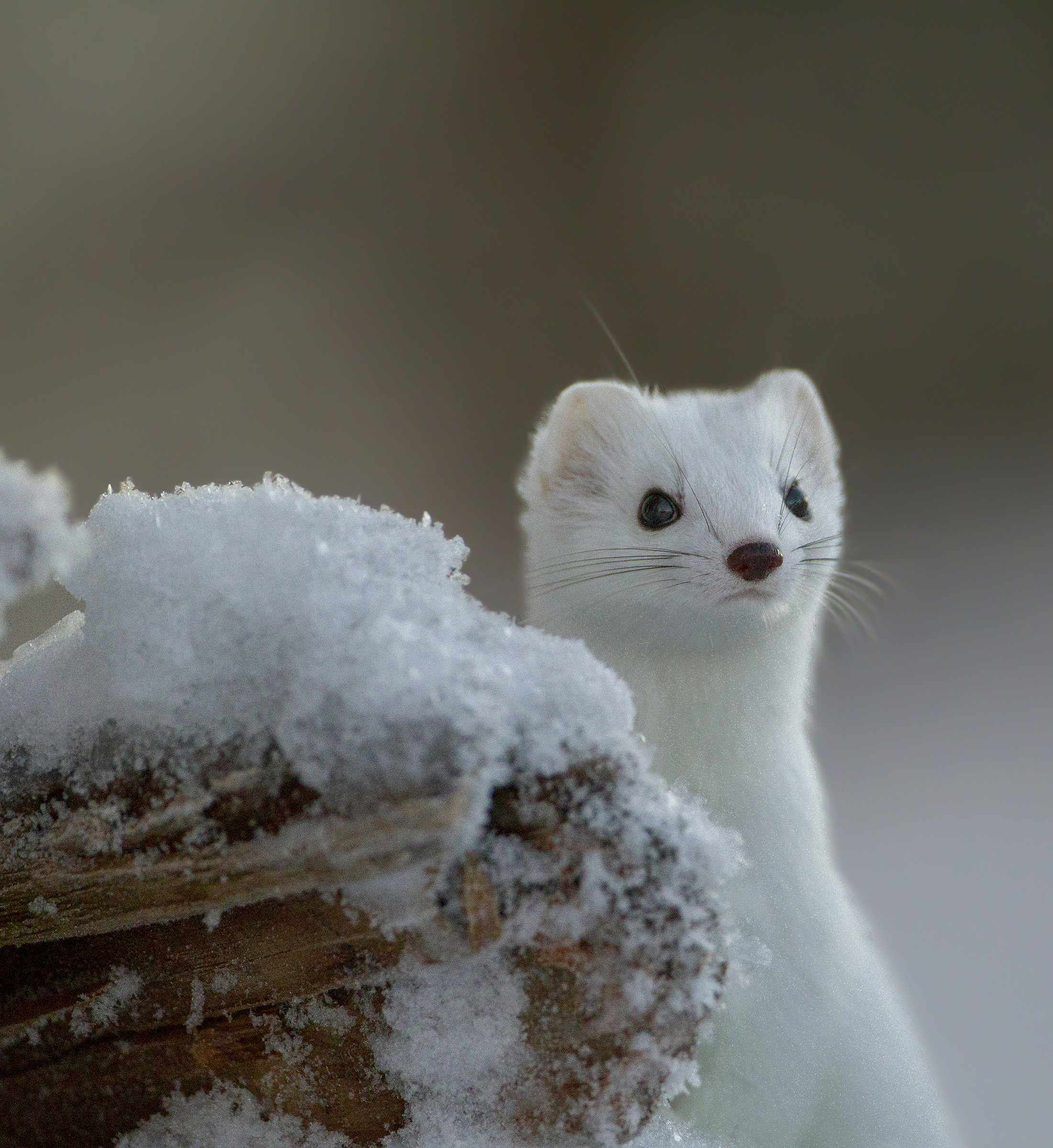 ermine portrait