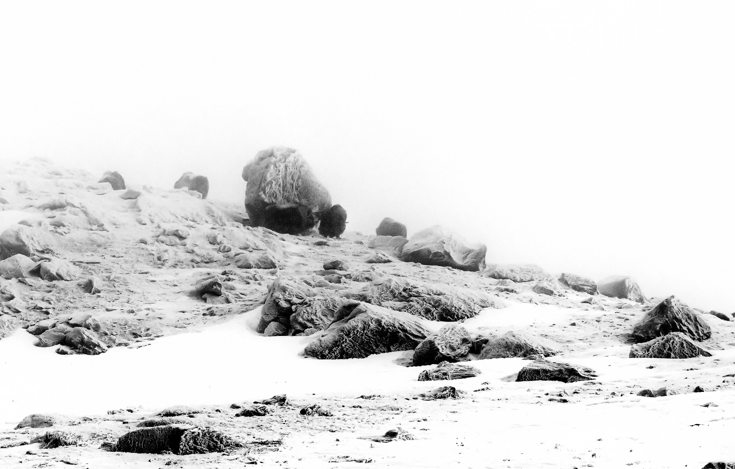 Dovrefjell 2017 - Musk ox, tra la nebbia e il gelo