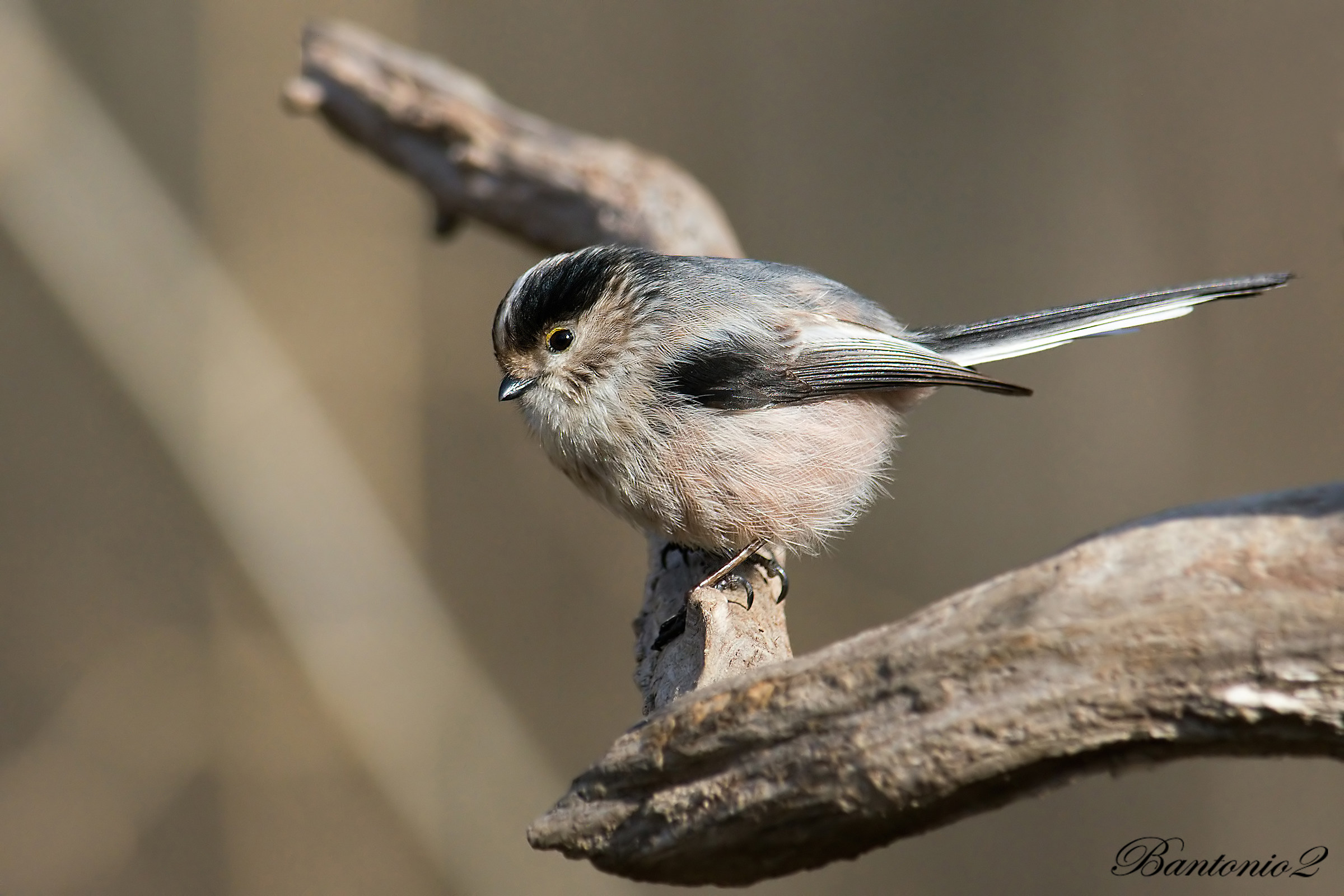 Long-tailed Tit (Aegithalos caudatus).