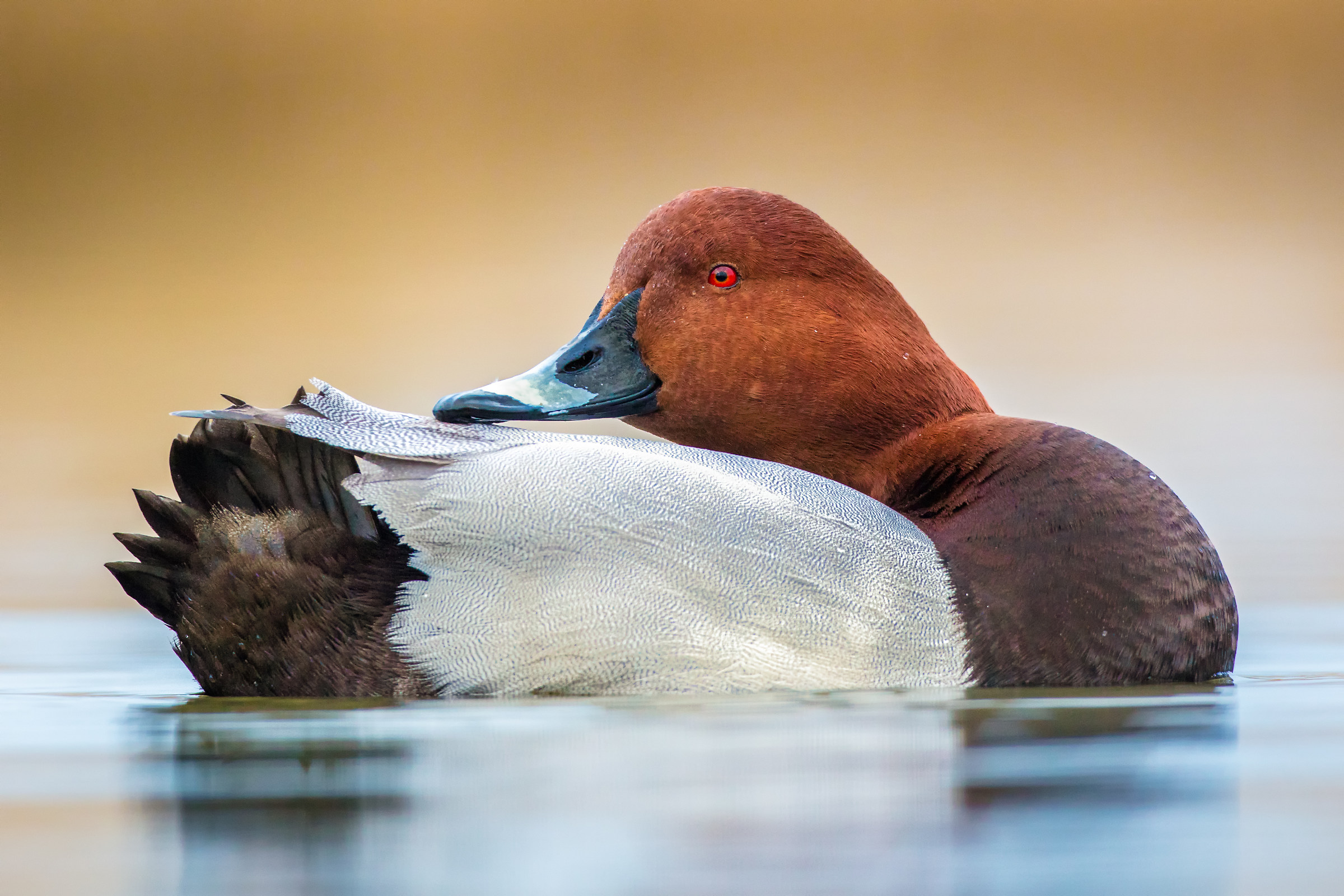 pochard male