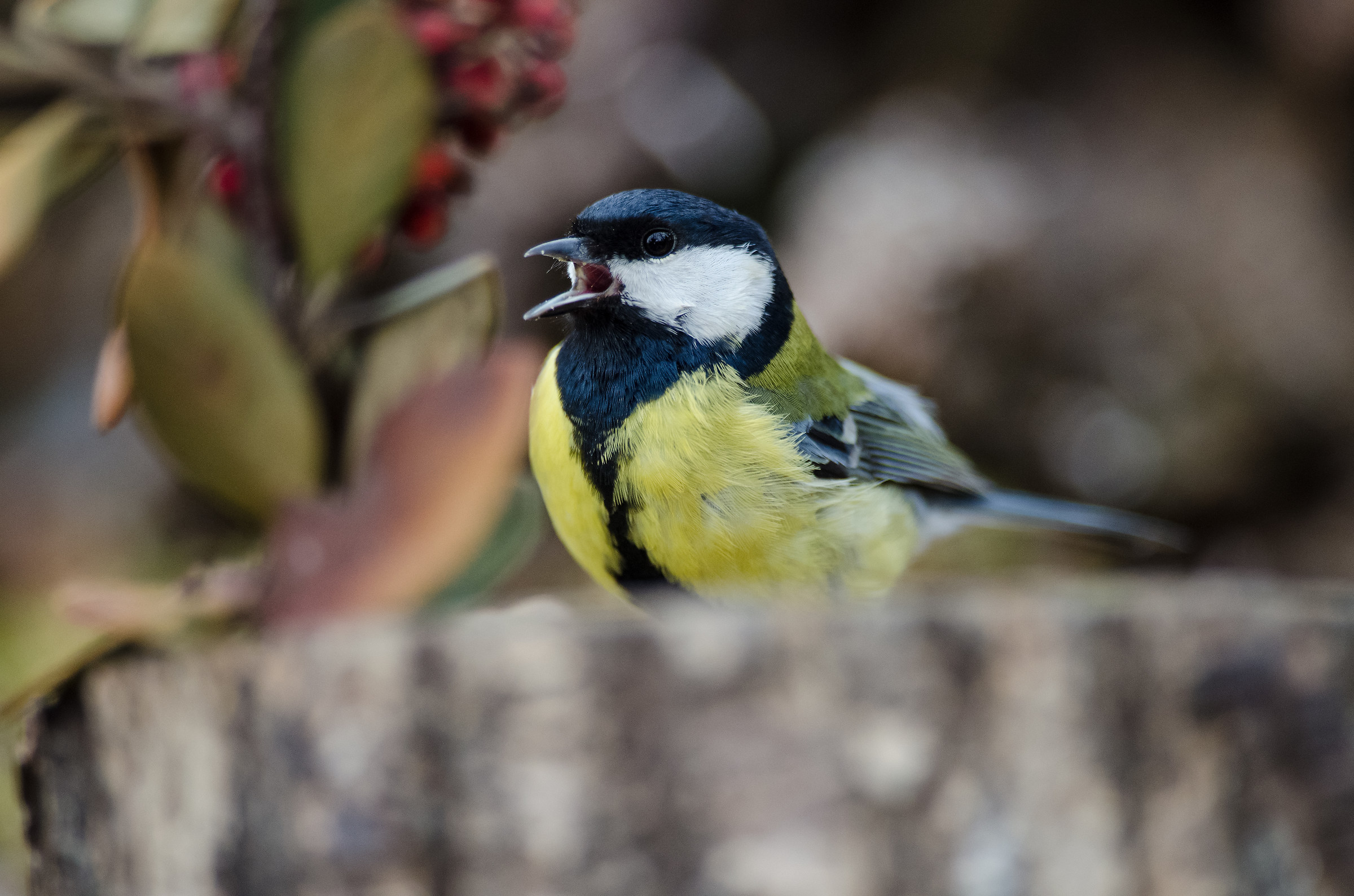 Great Tit