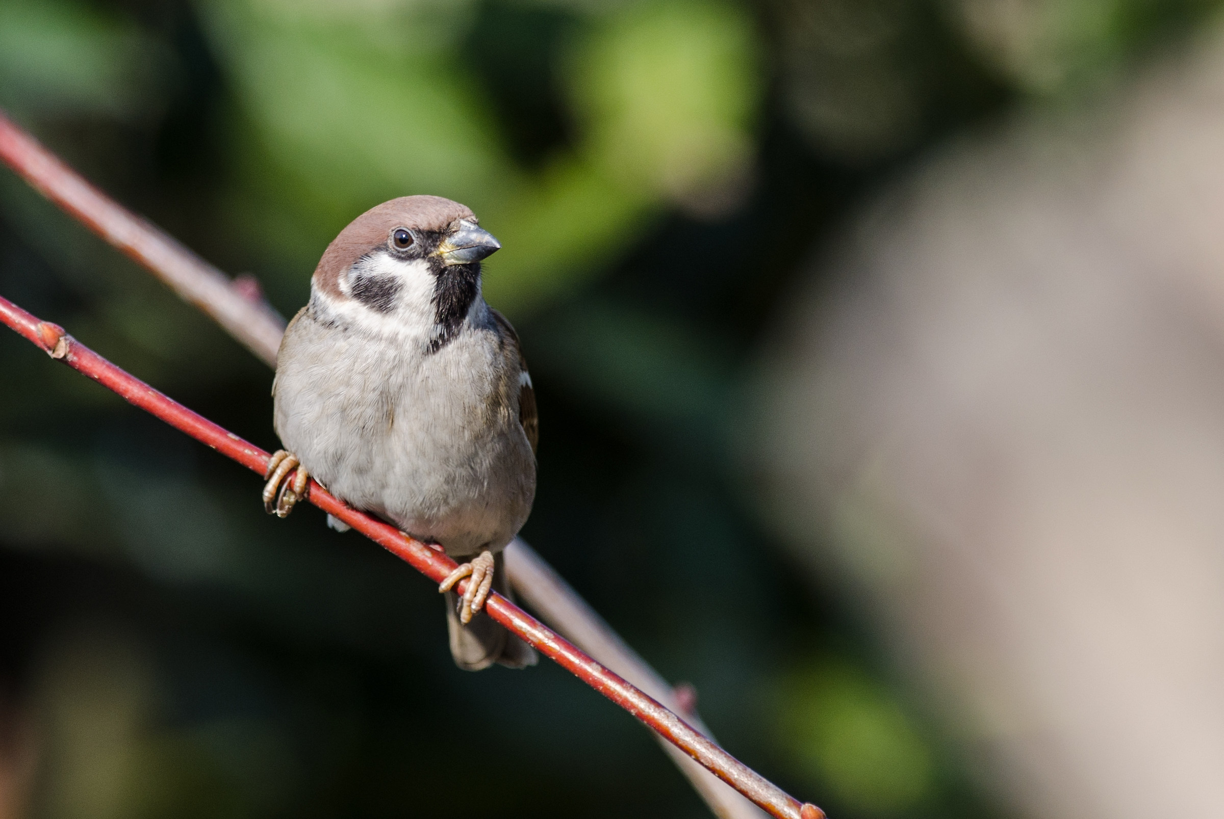Tree sparrow