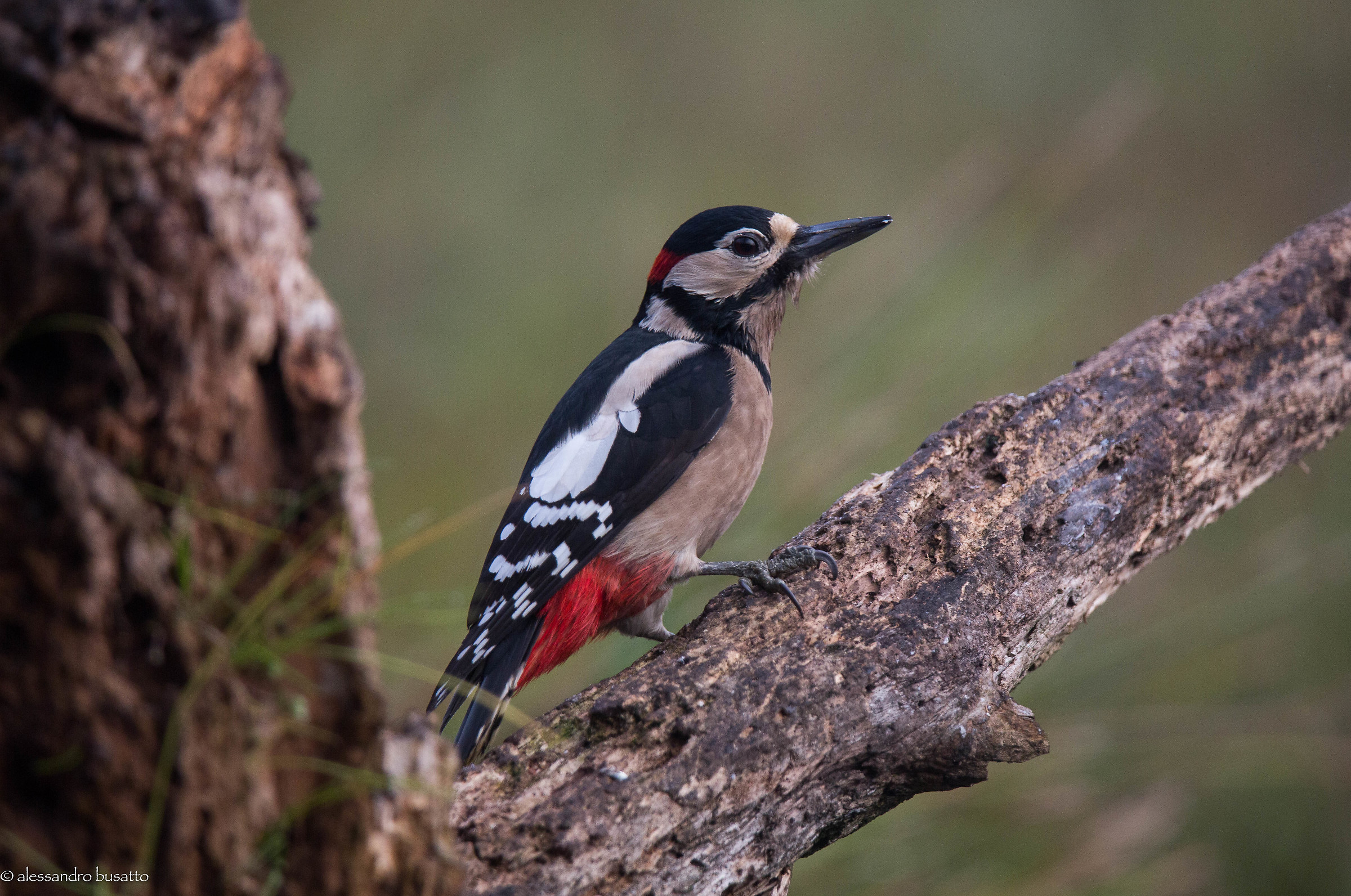 Great Spotted Woodpecker