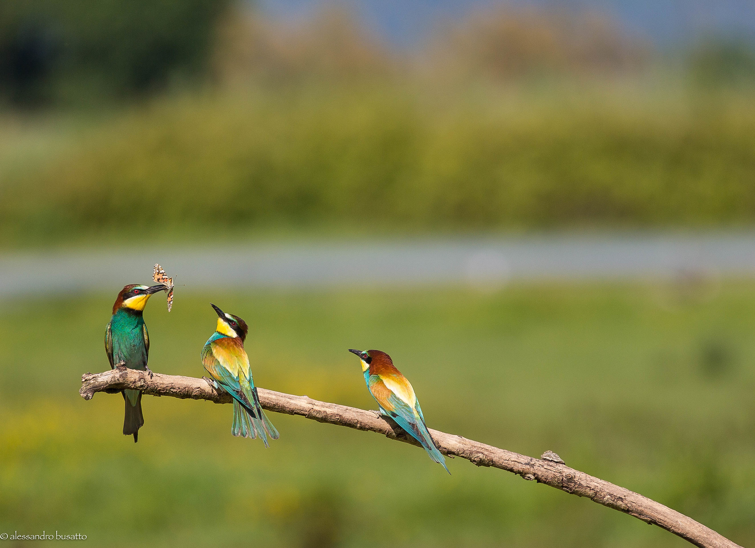 bee-eaters