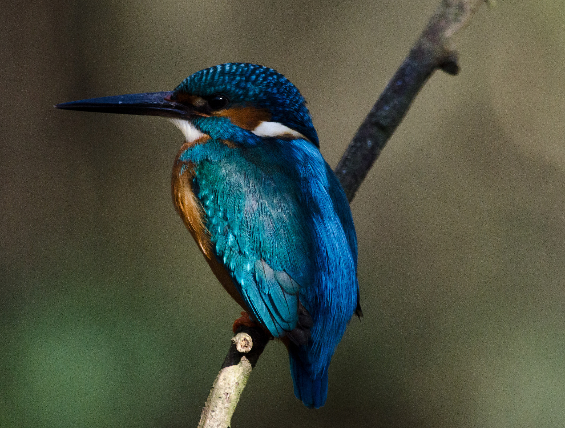 Kingfisher