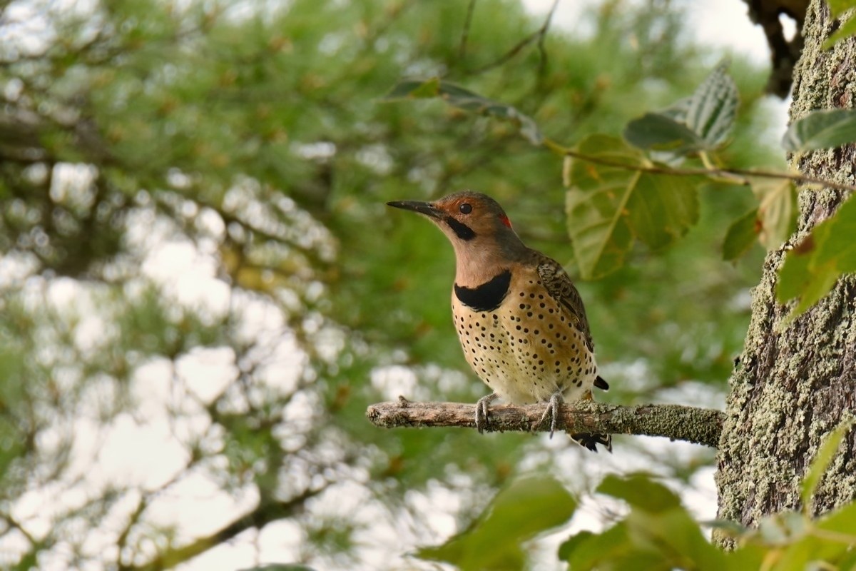 Woodpecker Northern Flicker(Yellow-Shafted).