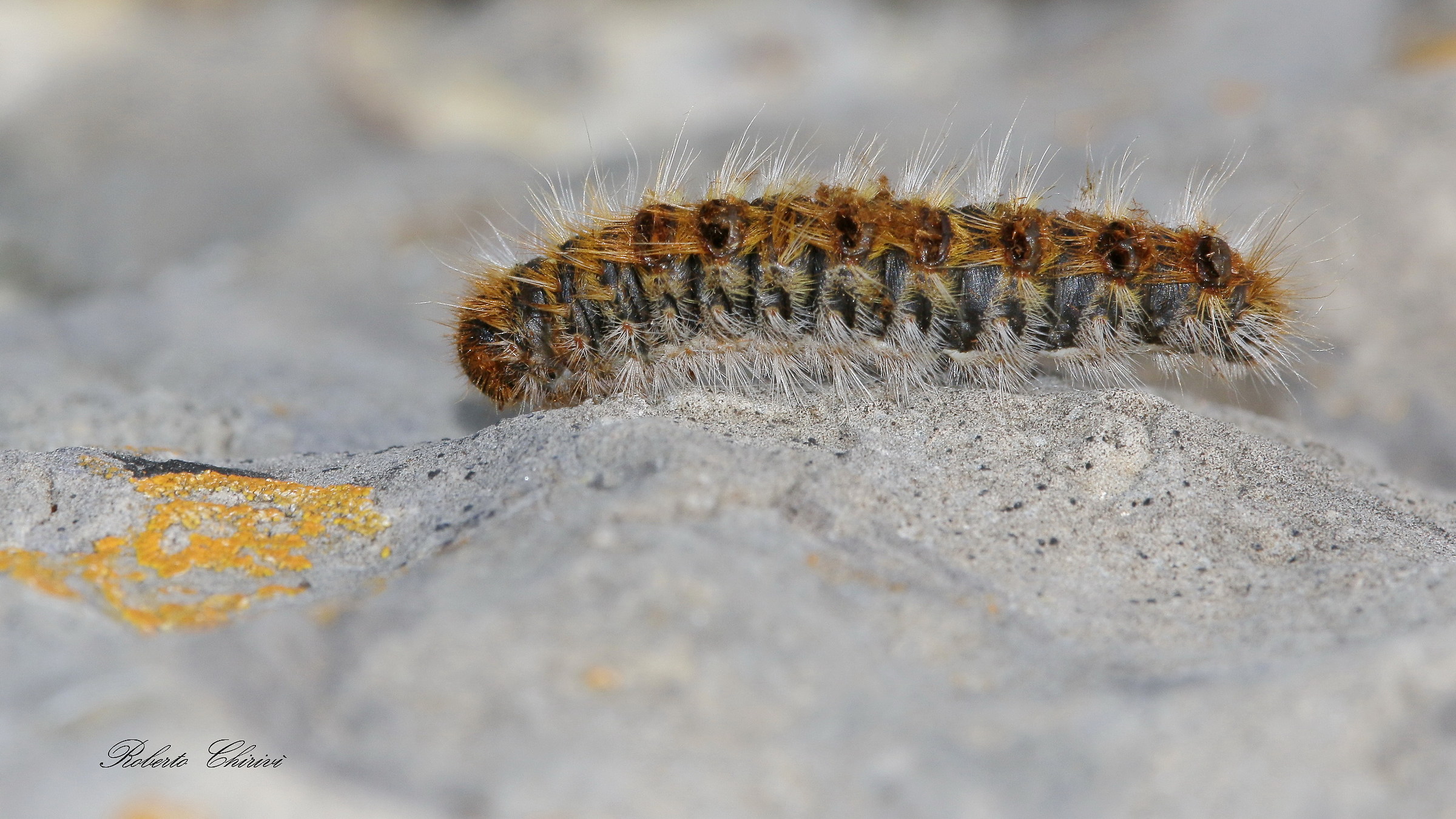 Thaumetopoea pityocampa