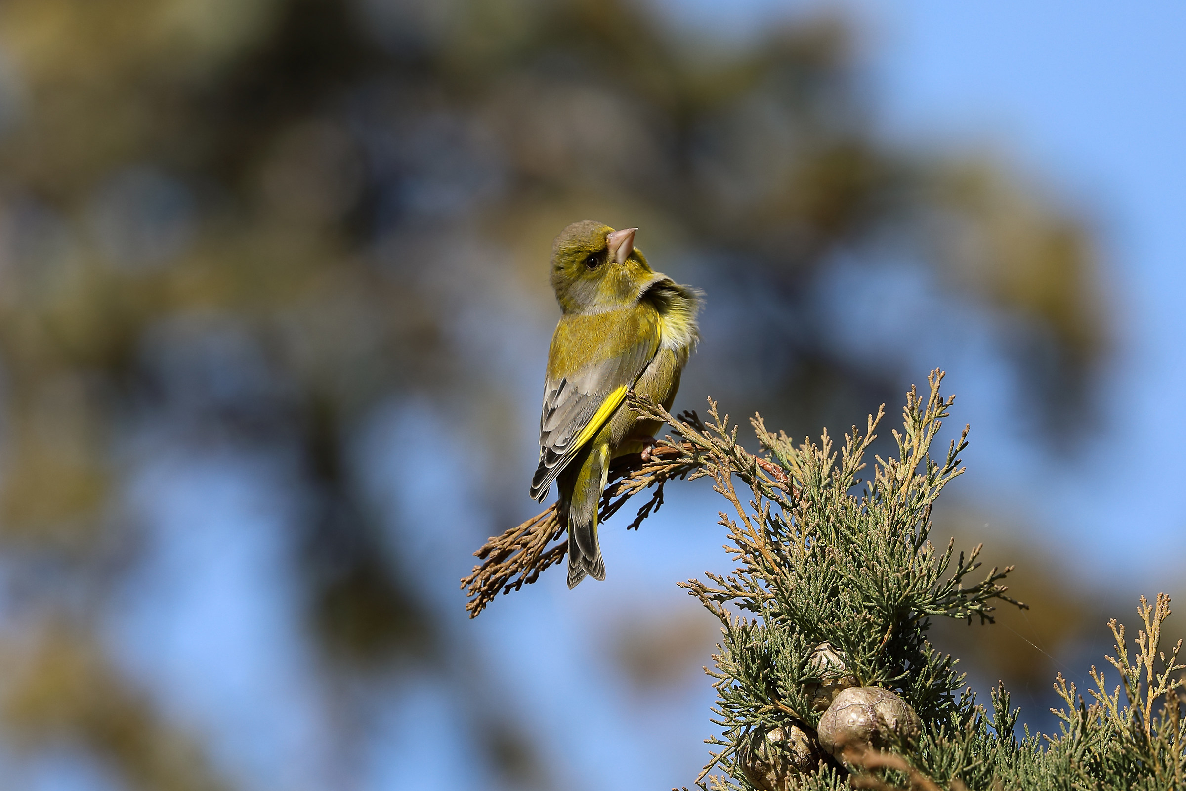 Verdone and Cypress curious