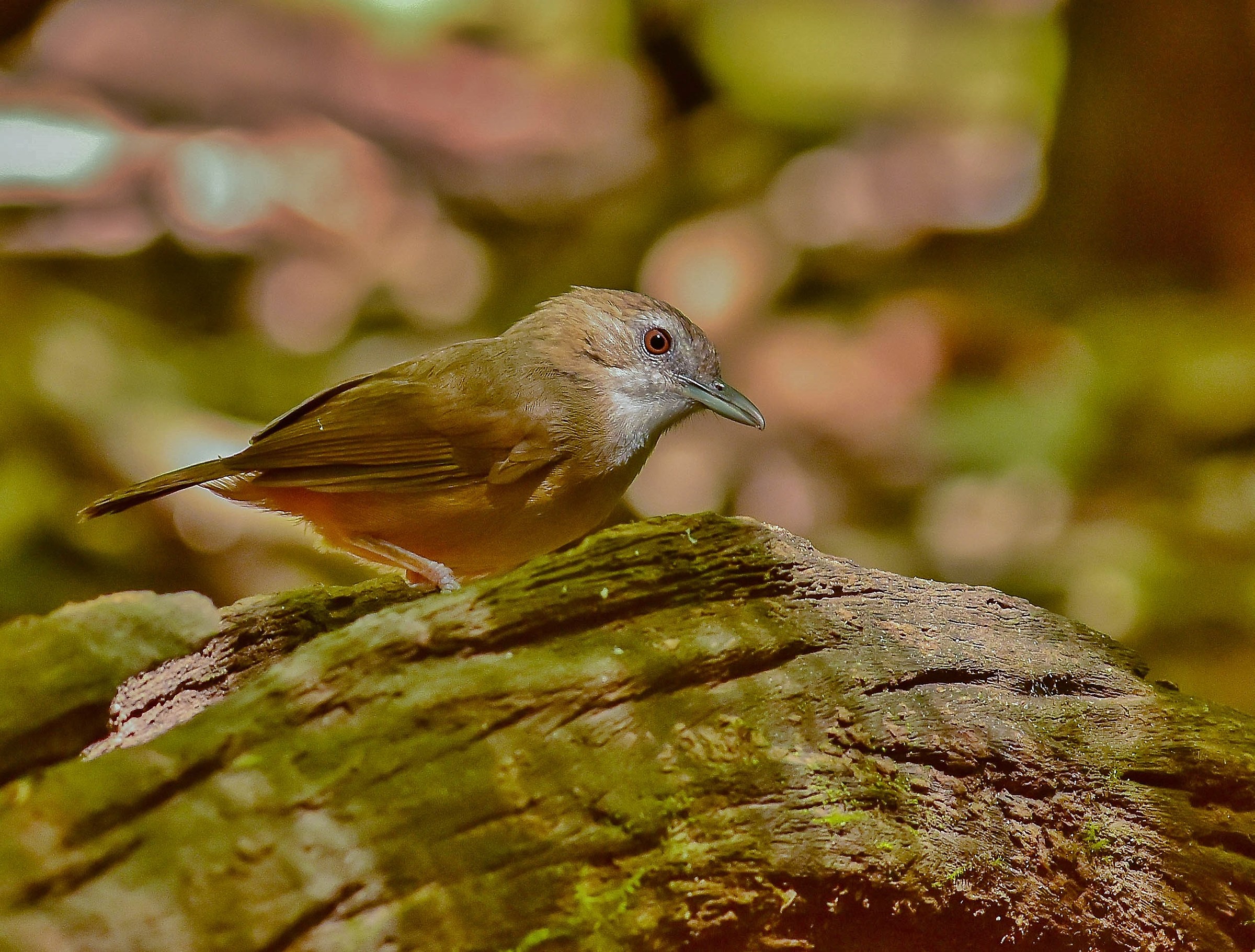 The garrulous Abbott