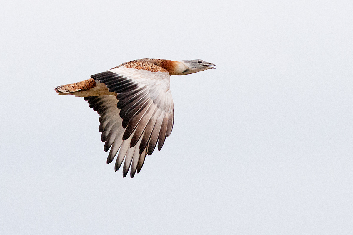 Bustard om flight