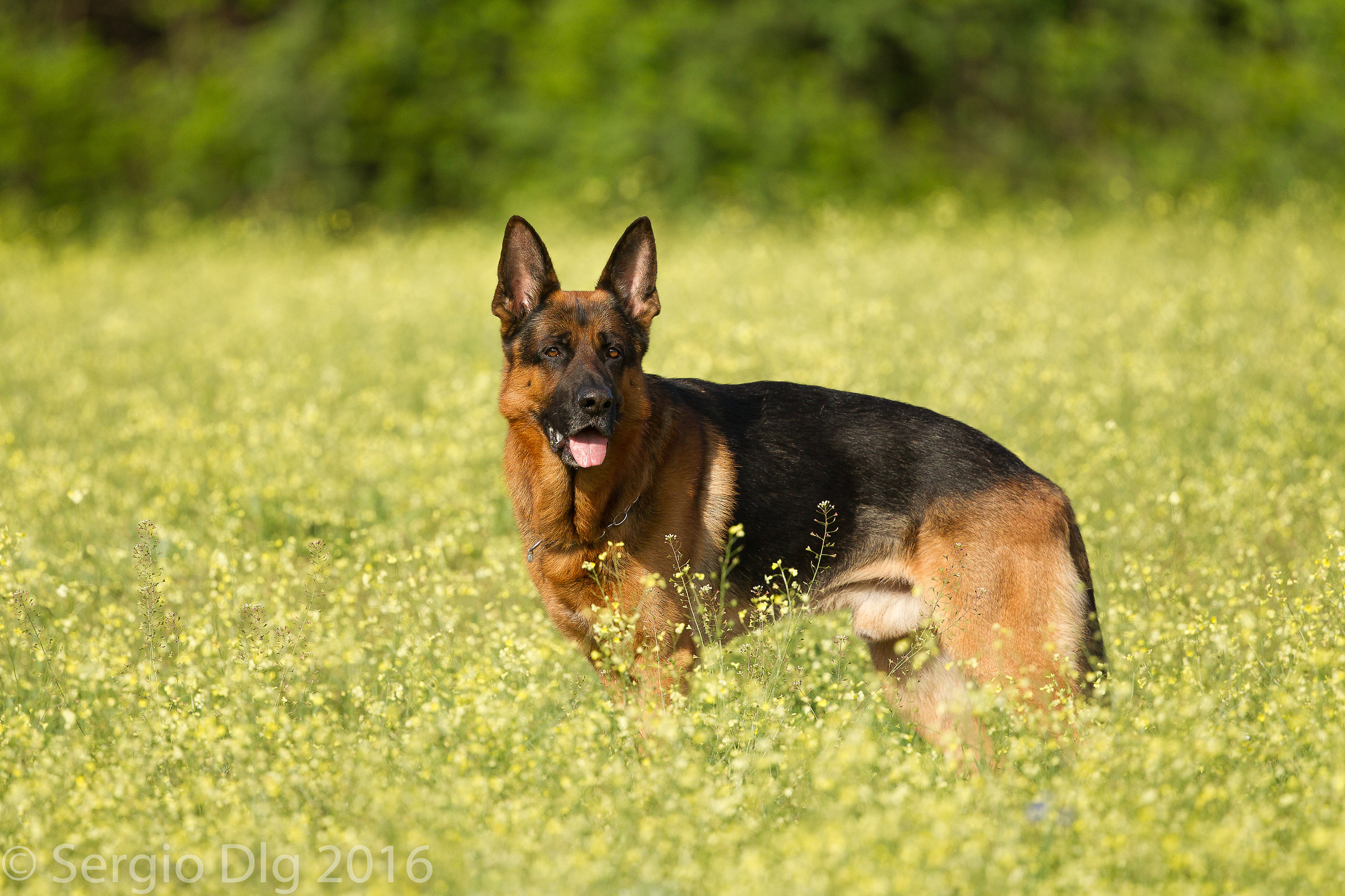 Un altro omaggio ad un grande amico