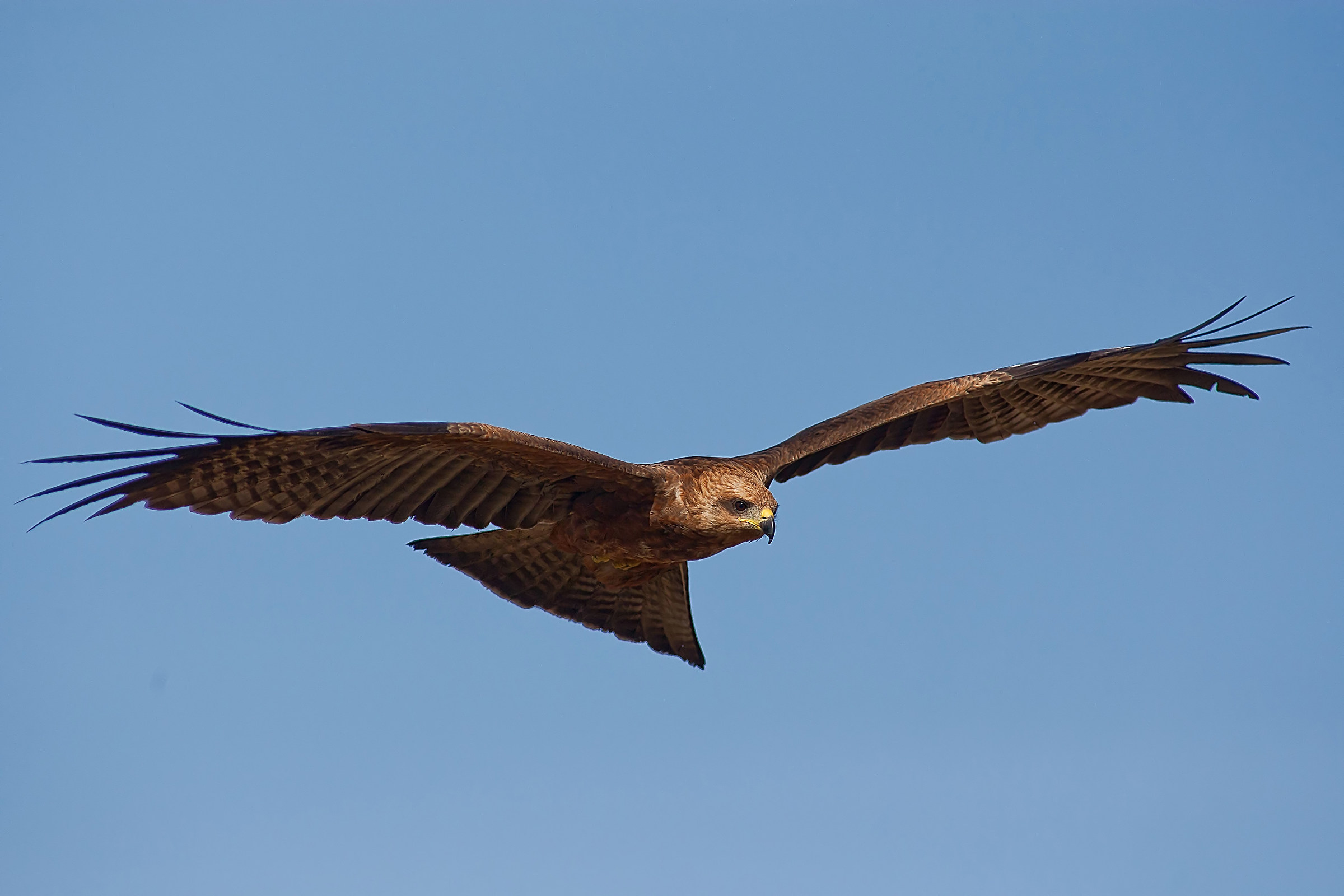 Black kite