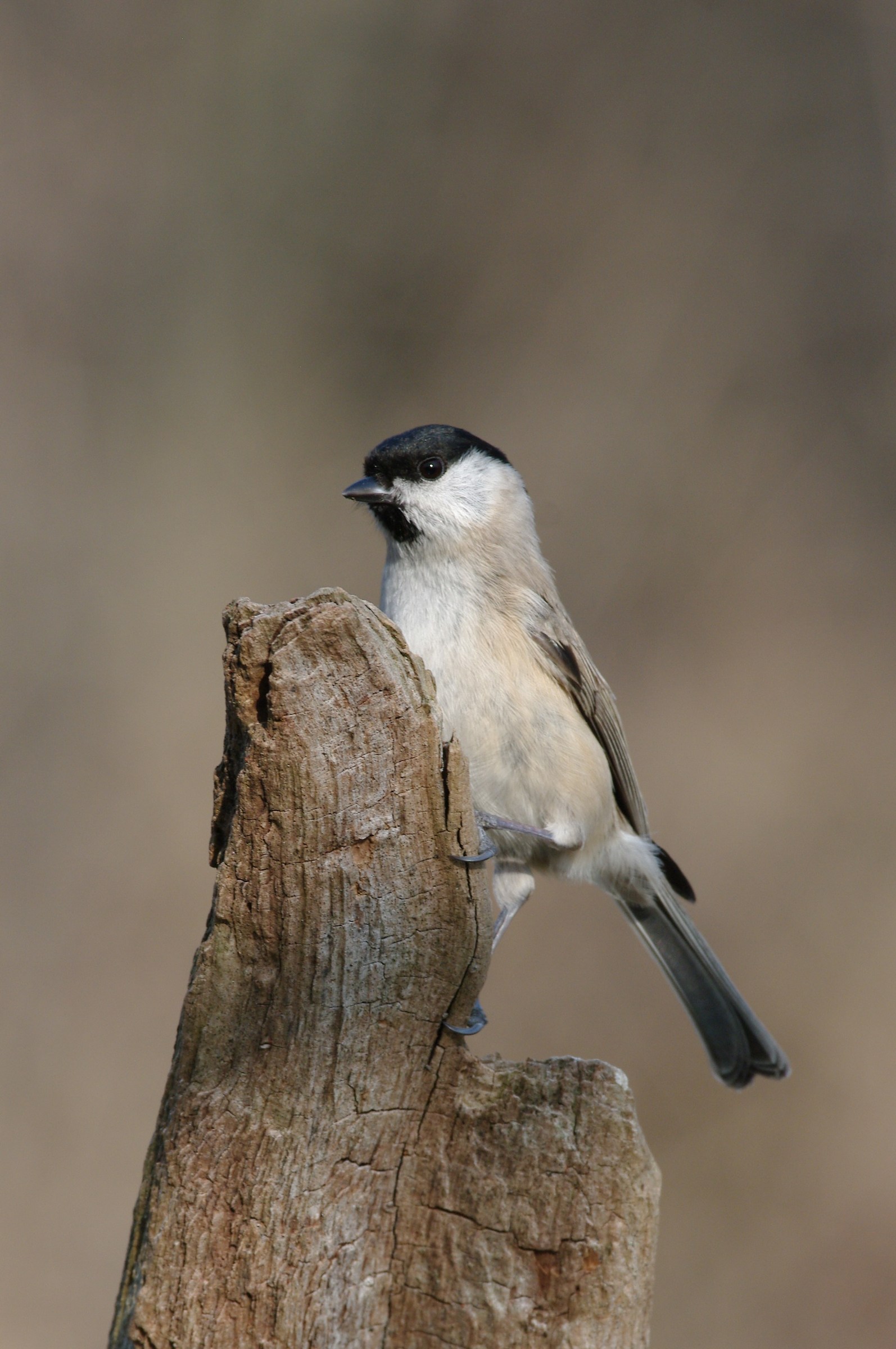 Cincia bigia (Parus palustris)