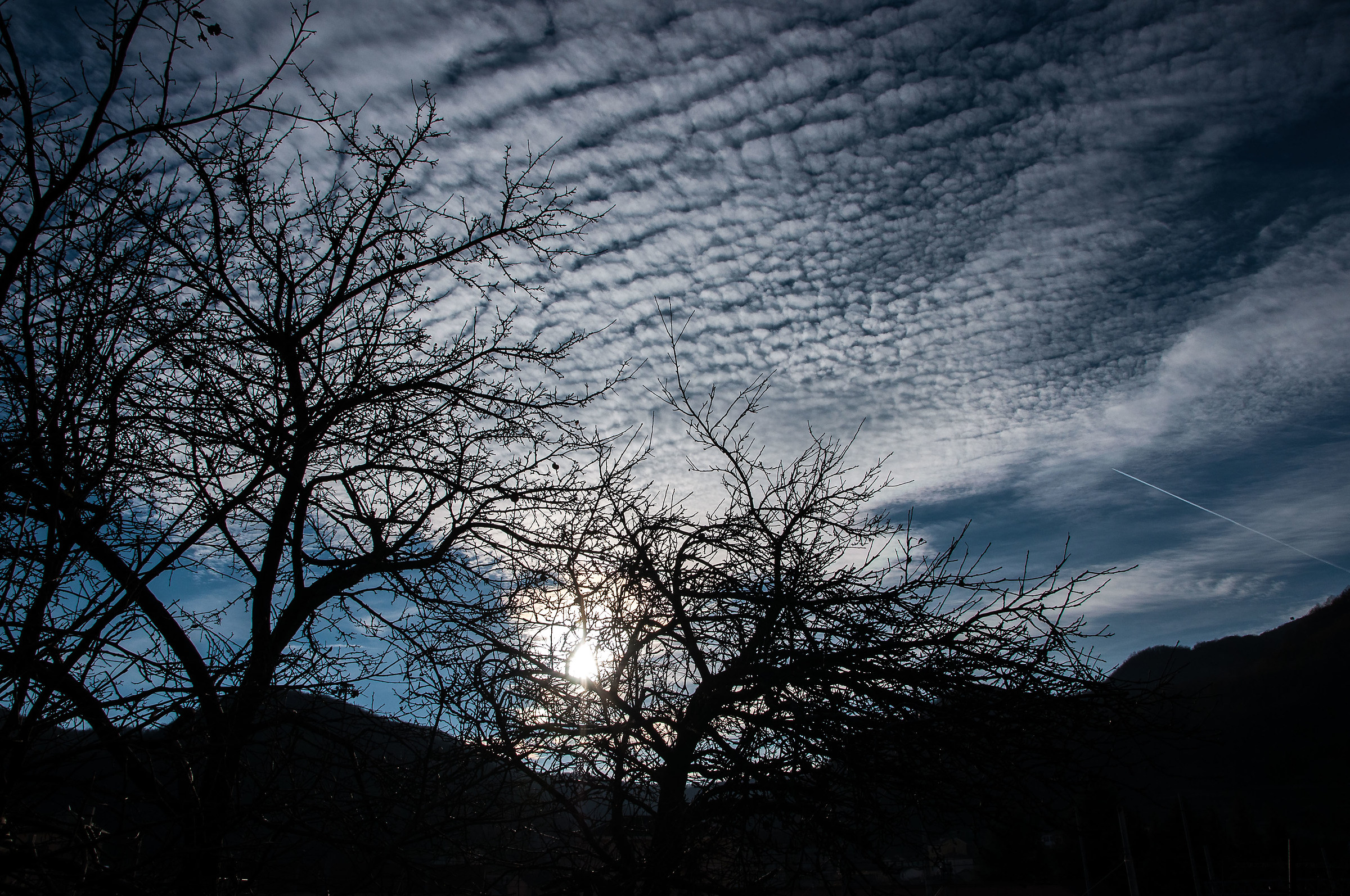 The barren thorns waiting for the awakening .....