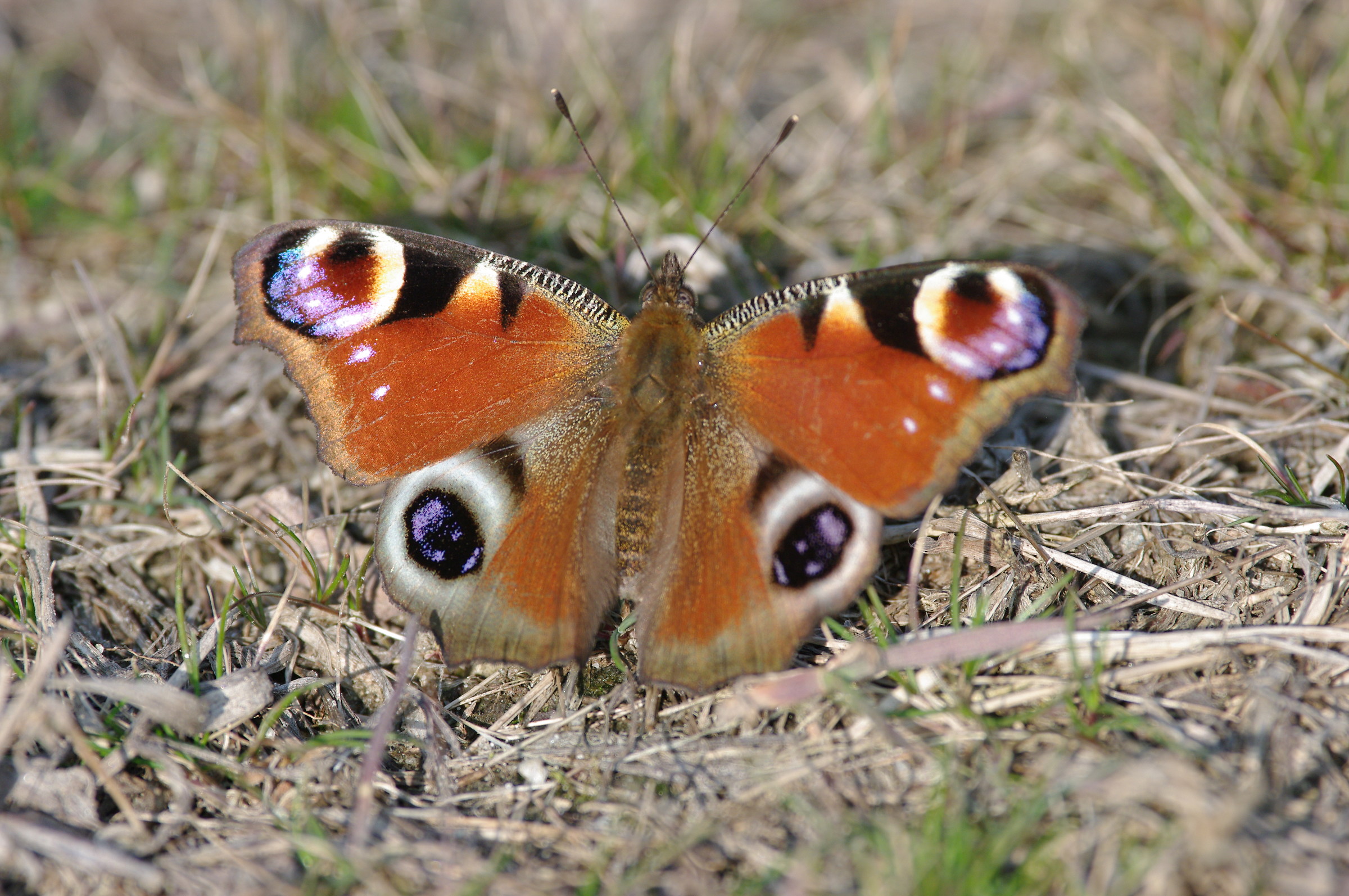 Peacock Butterfly (Aglais io)