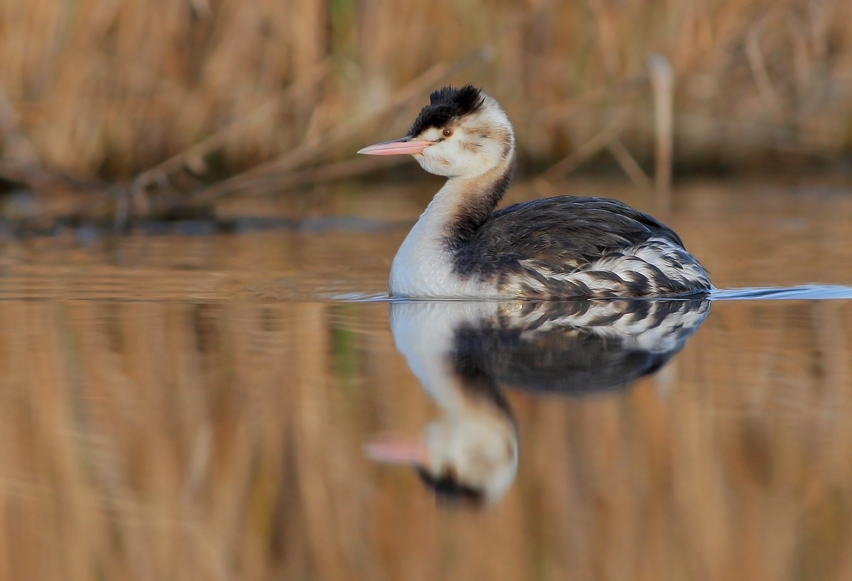 grebe