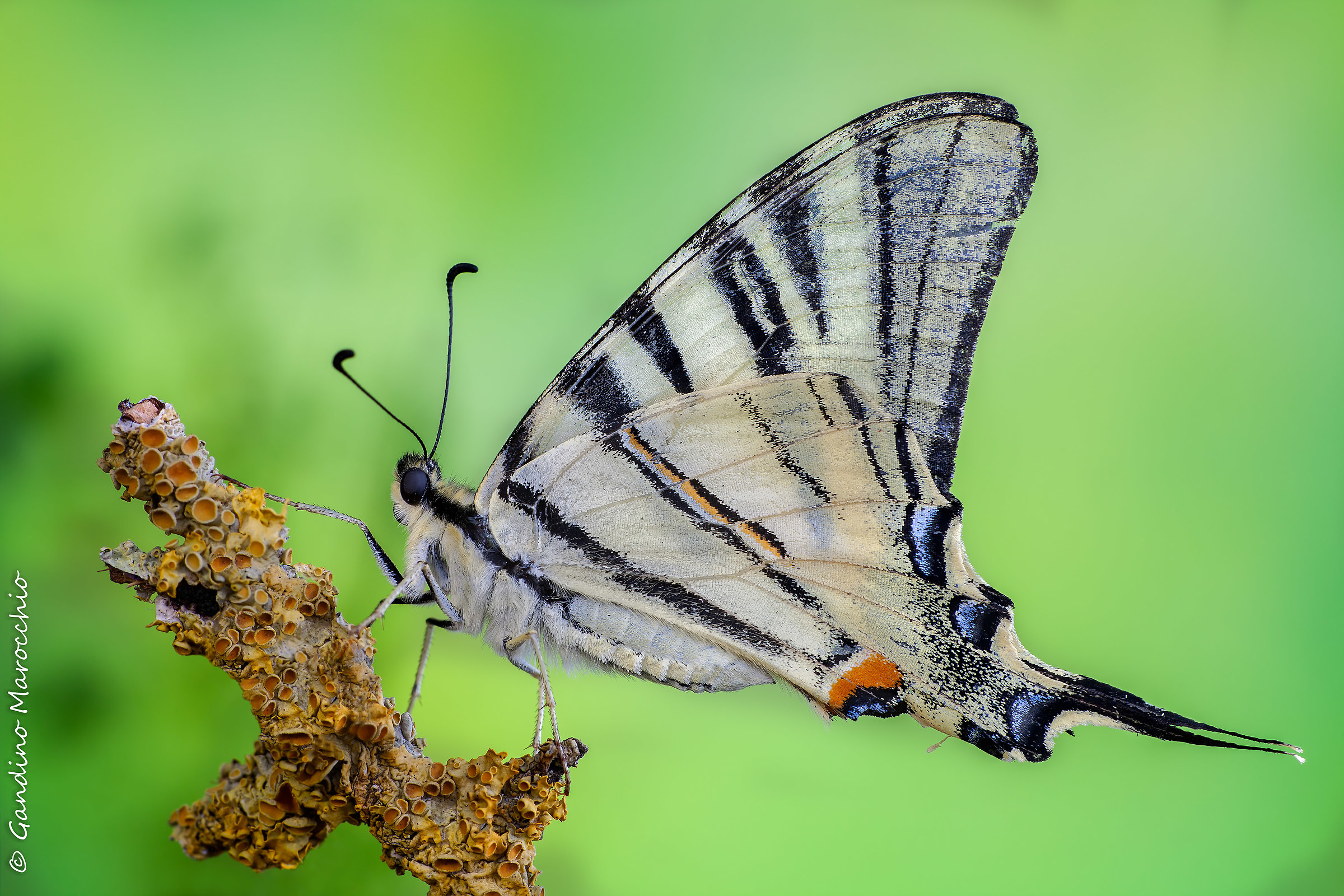 Iphiclides Podalirius