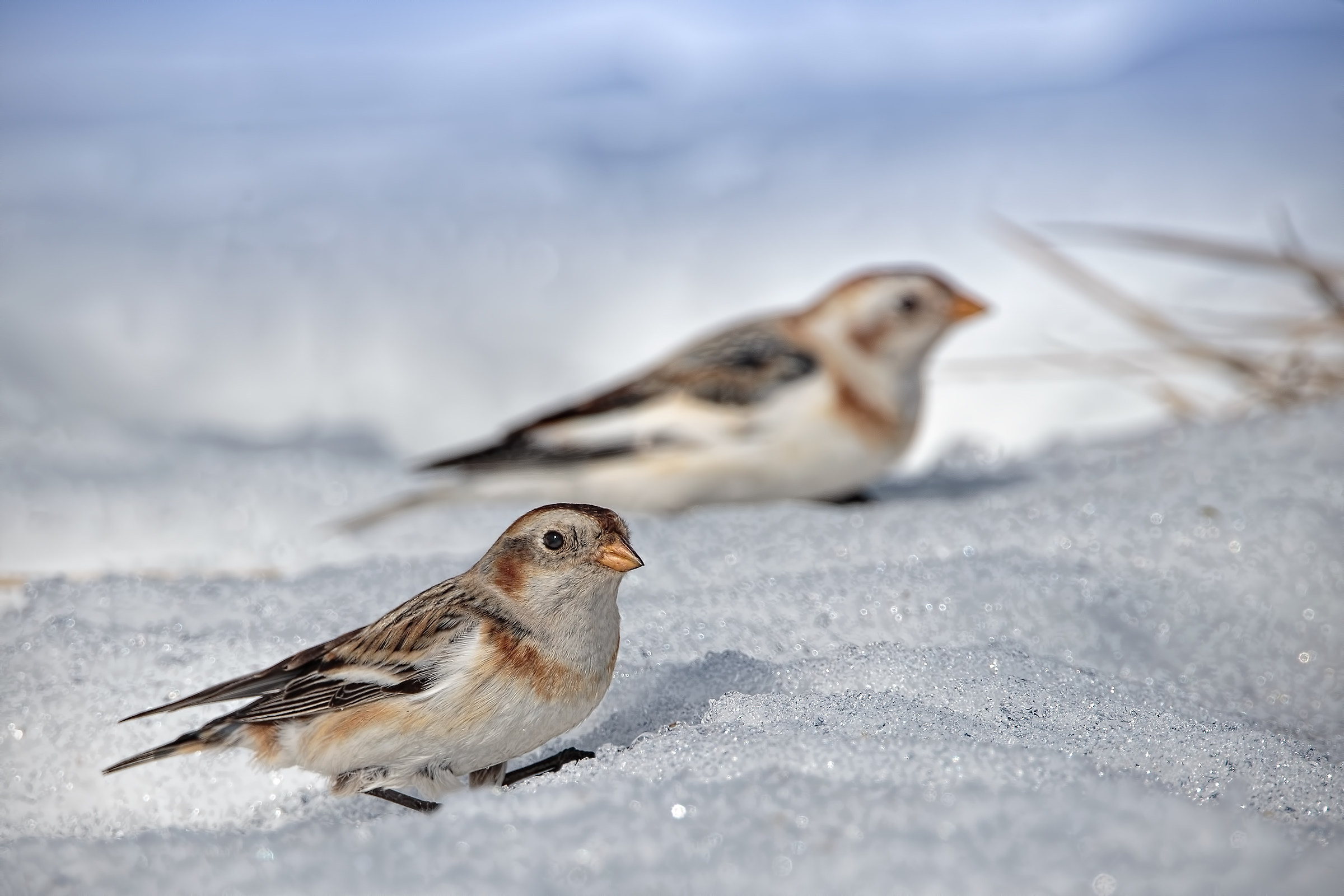 Snow Bunting (Plectrophenax nivalis)