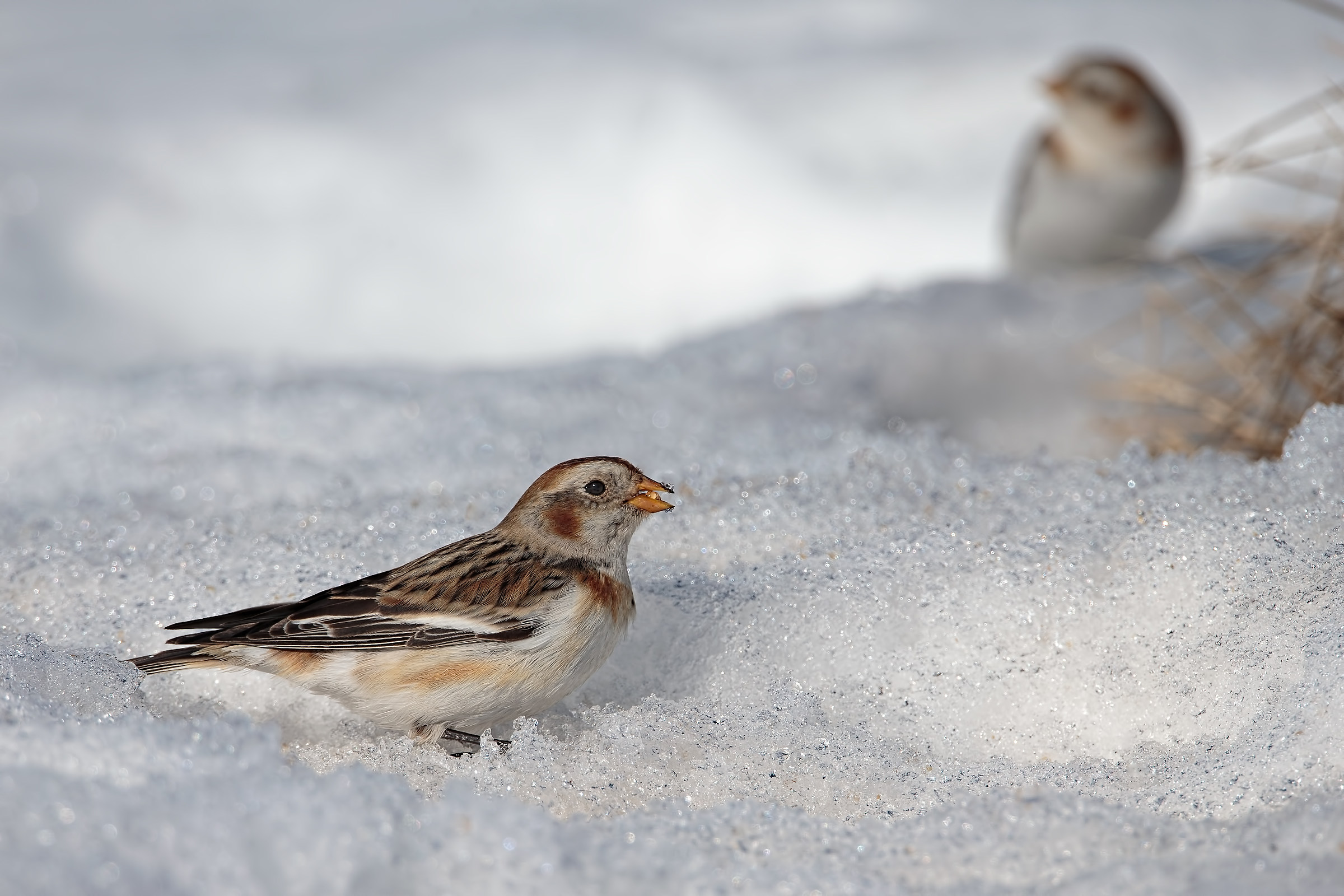 Snow Bunting (Plectrophenax nivalis)