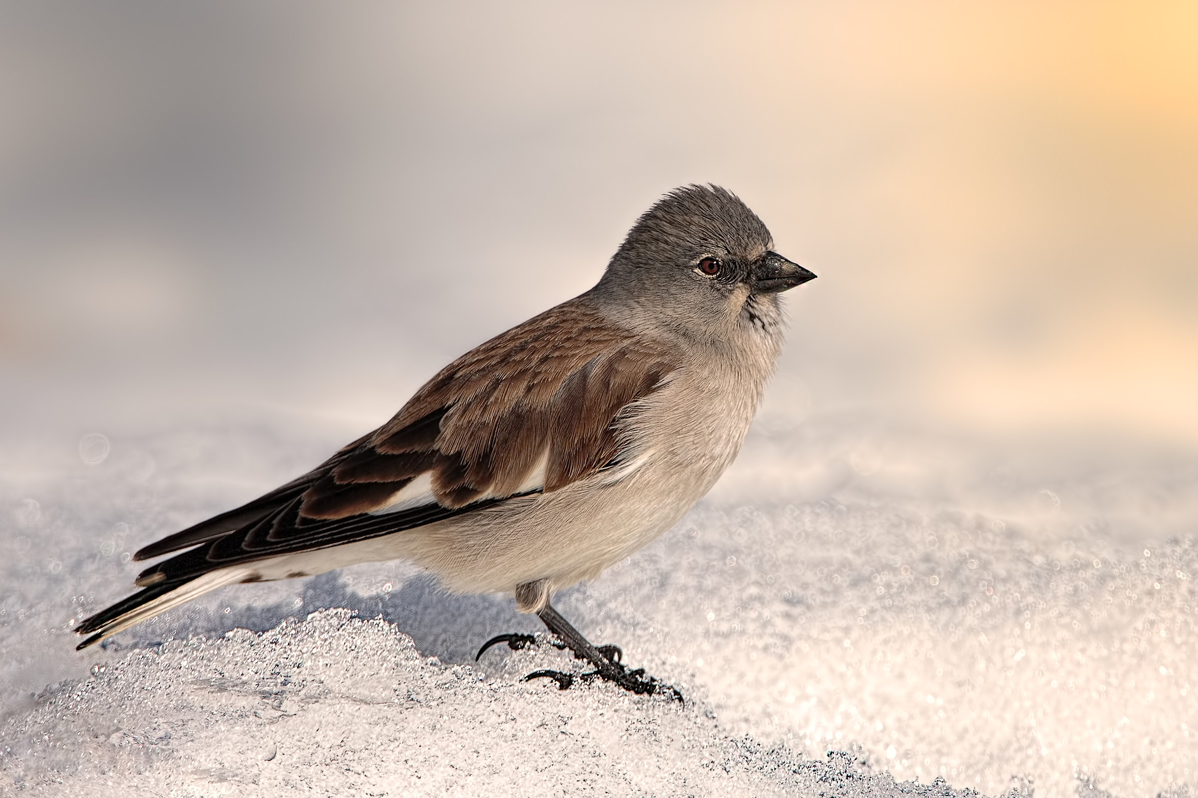 snow finch (Montifringilla nivalis)