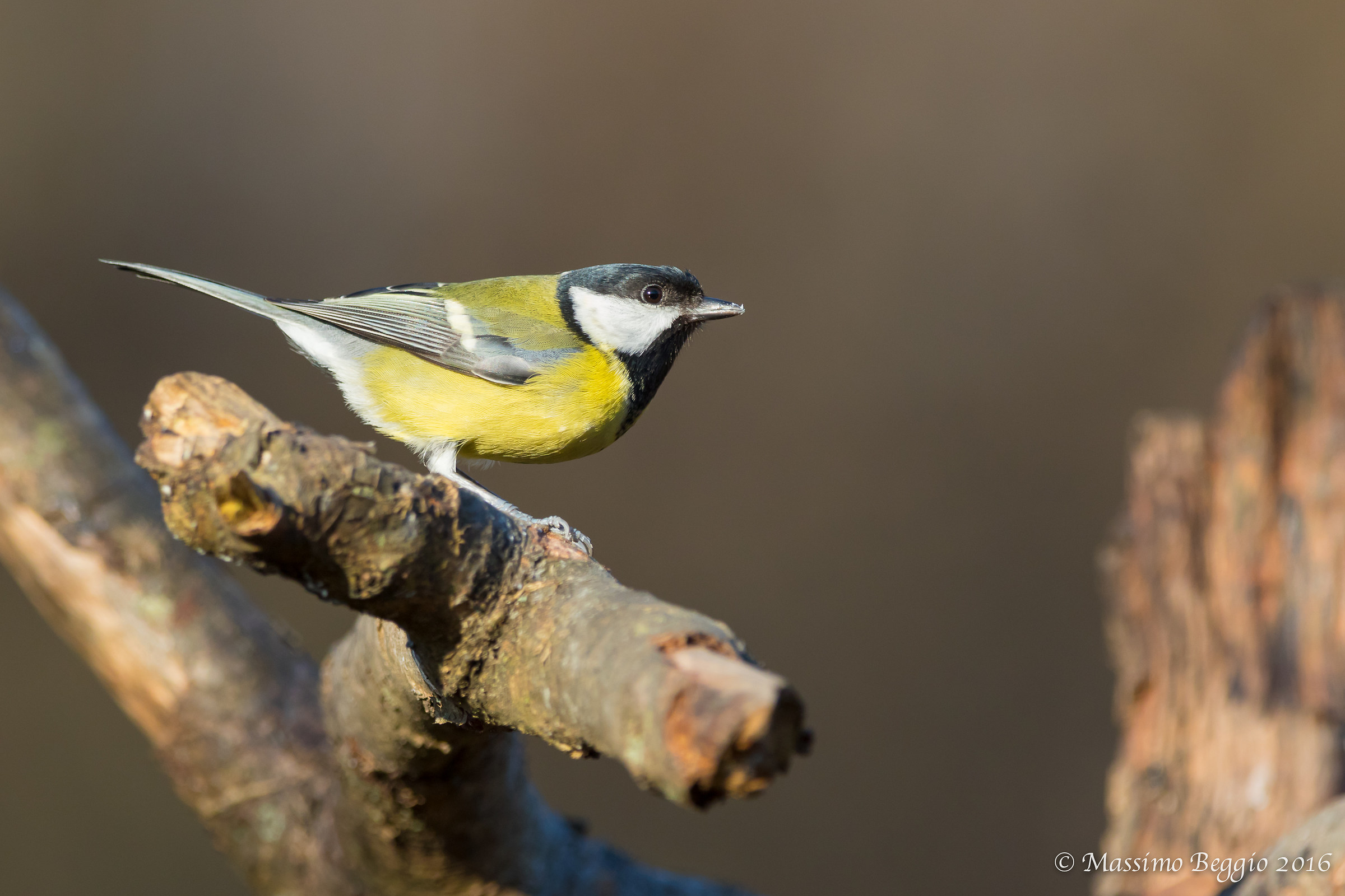 Great Tit