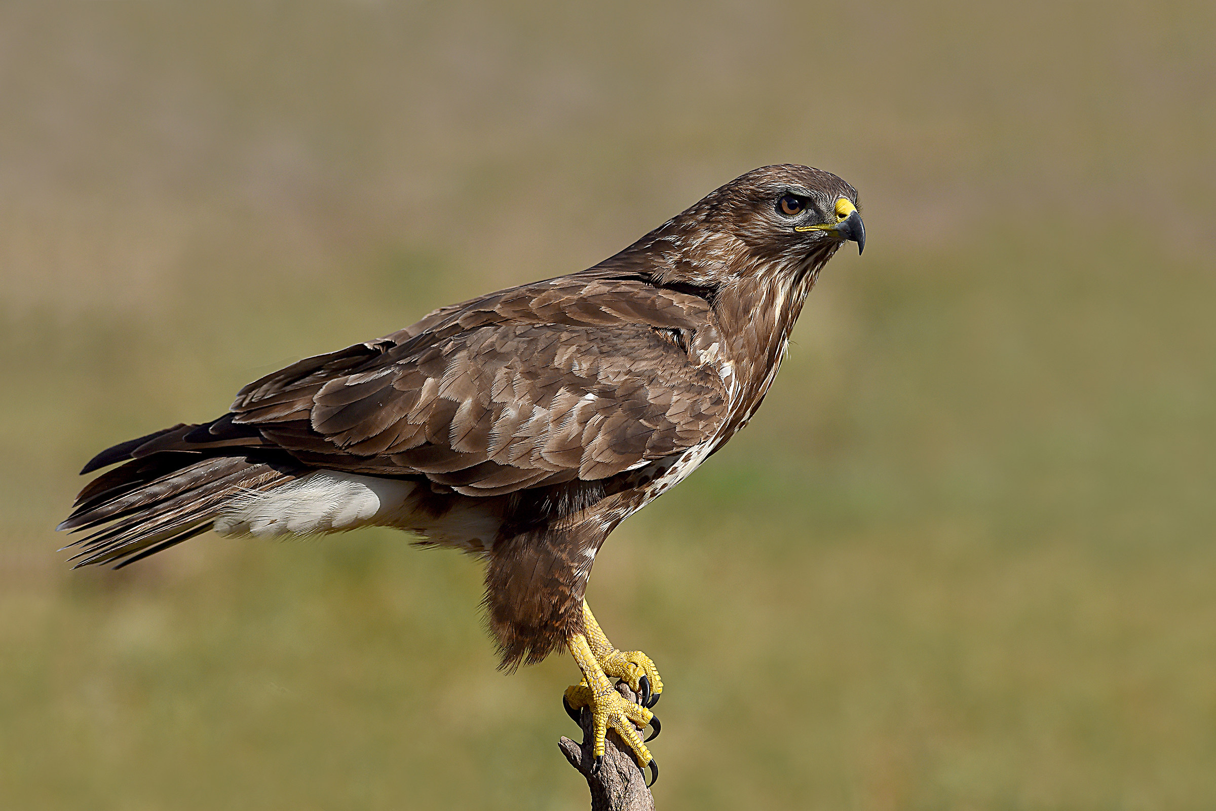 We do not expect the wind