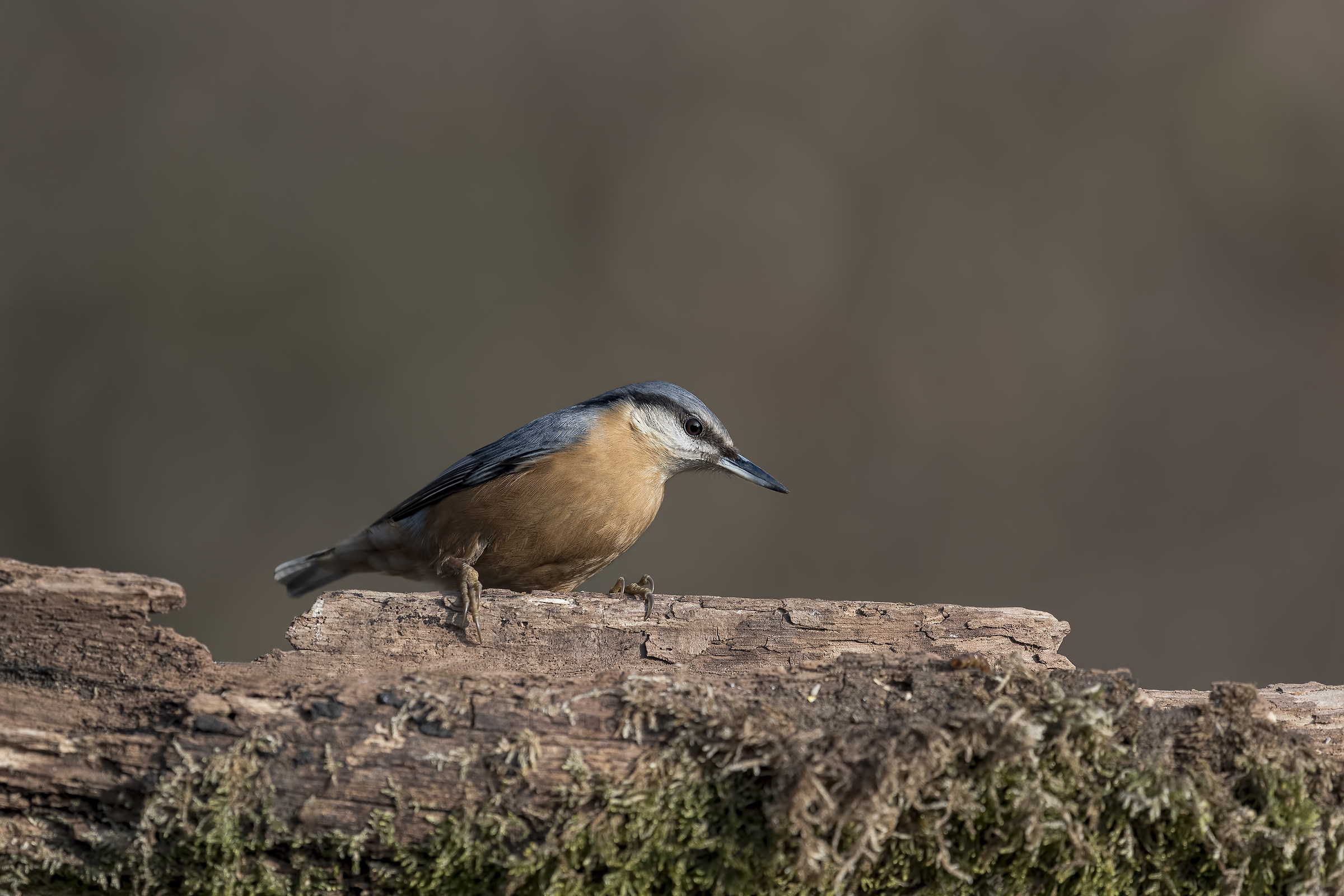 nuthatch